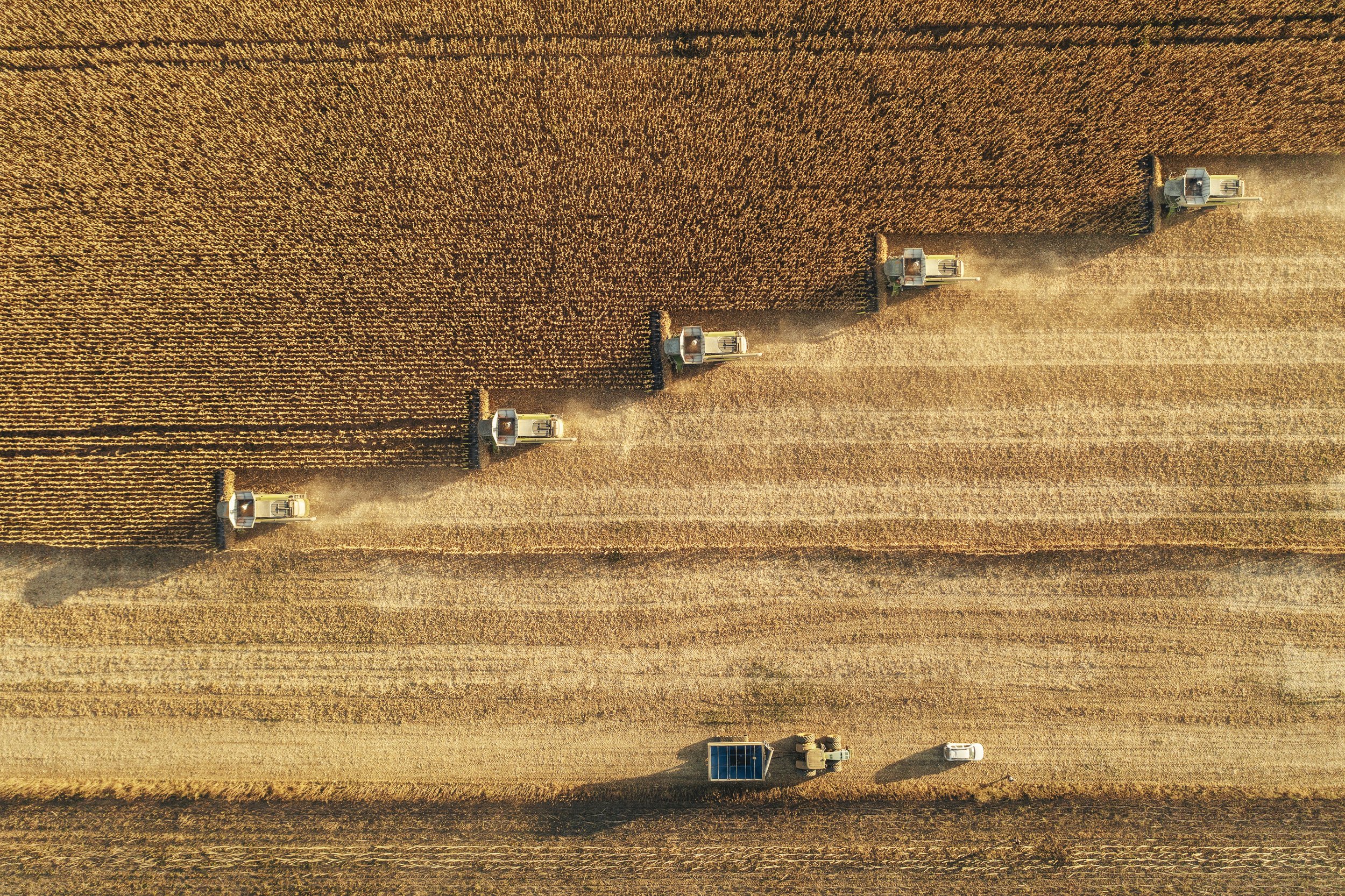 Aerial view of a harvest with four combine harvesters working in a field during sunset.