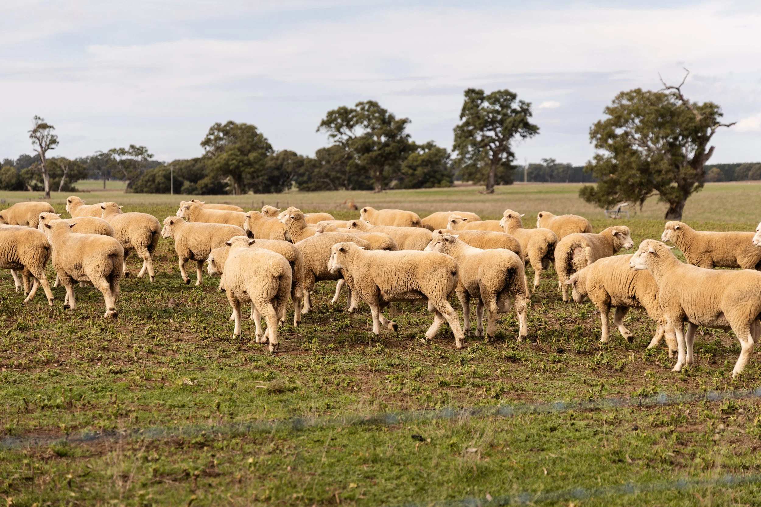 A flock of sheep grazing on a grassy field with trees and a cloudy sky in the background.