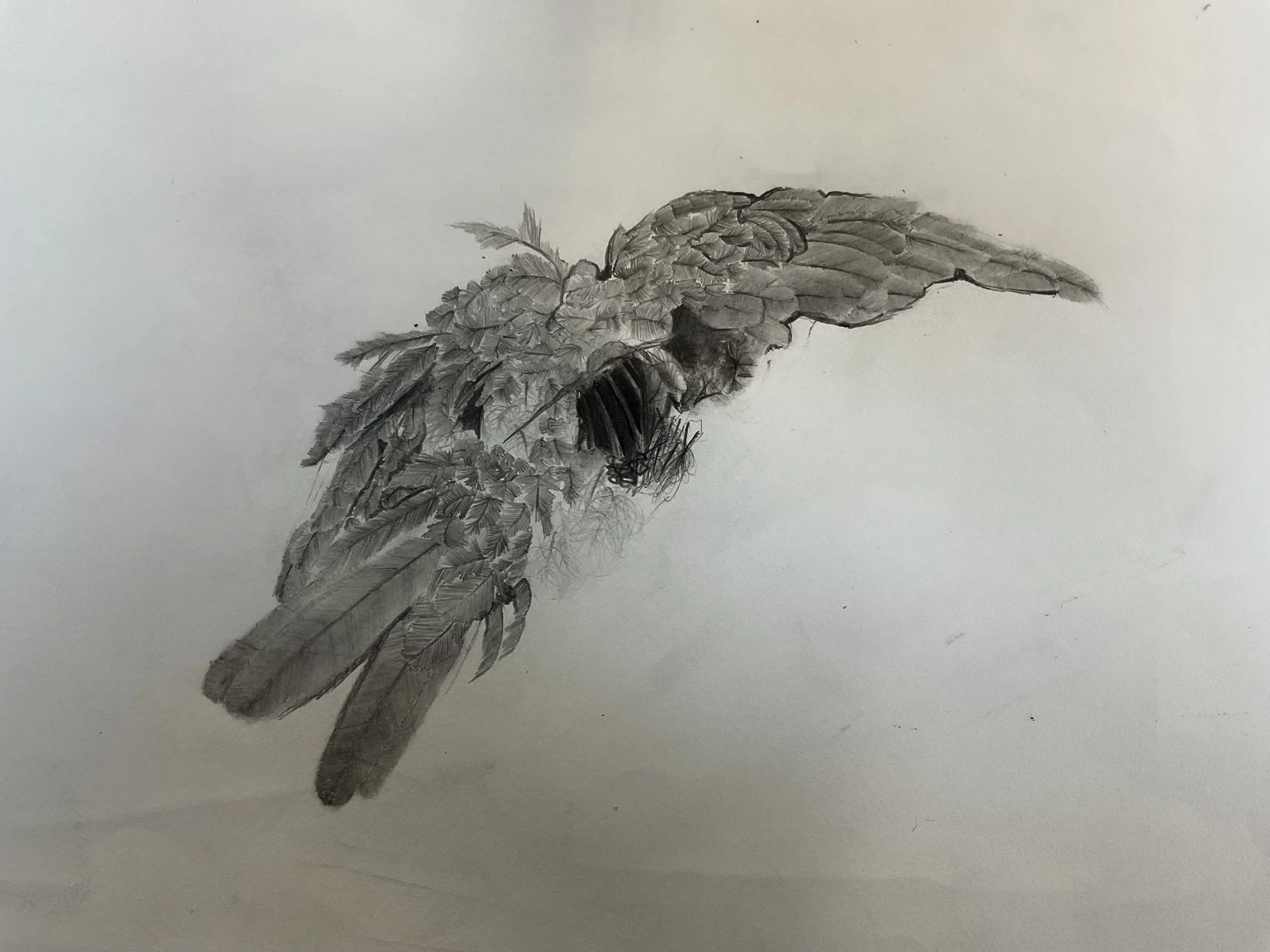 IMG_0284.jpeg