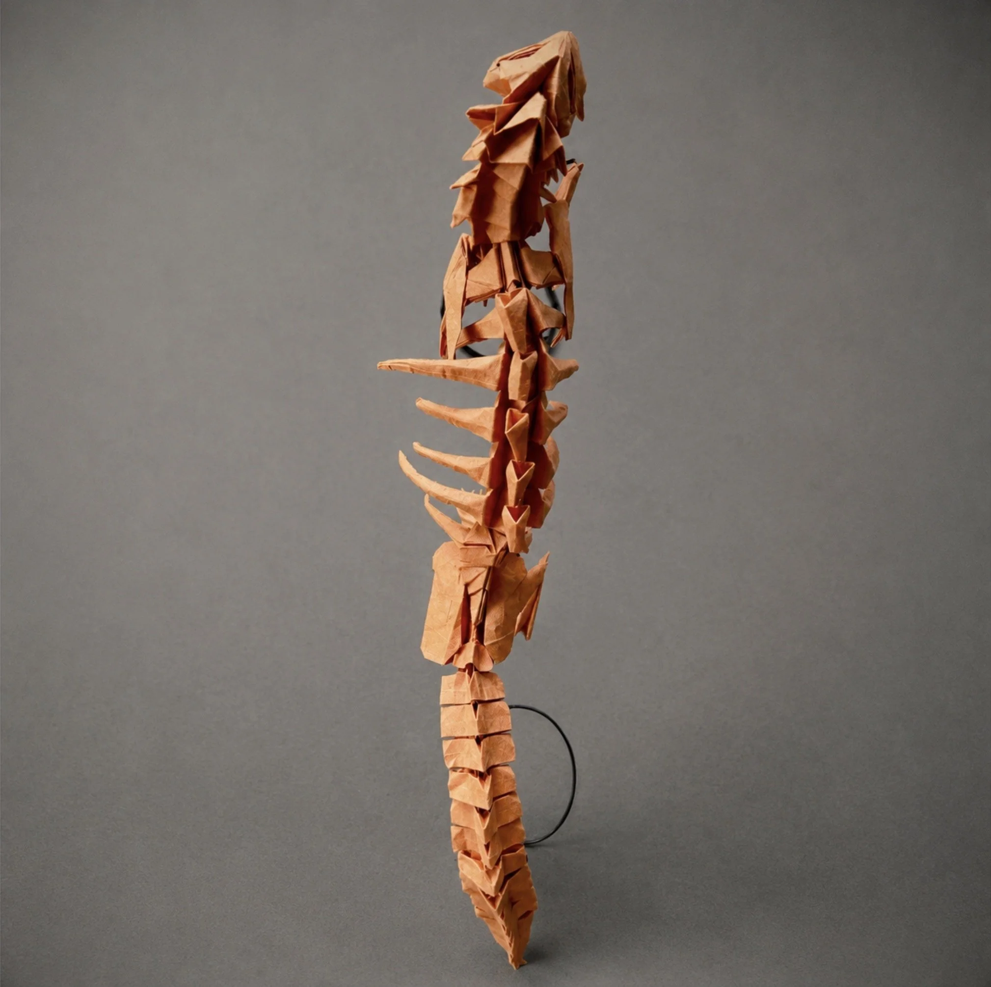 From the top, I could see the spine much more clearly. I liked seeing how the ribs and tail connected to it and how the whole structure stayed balanced.