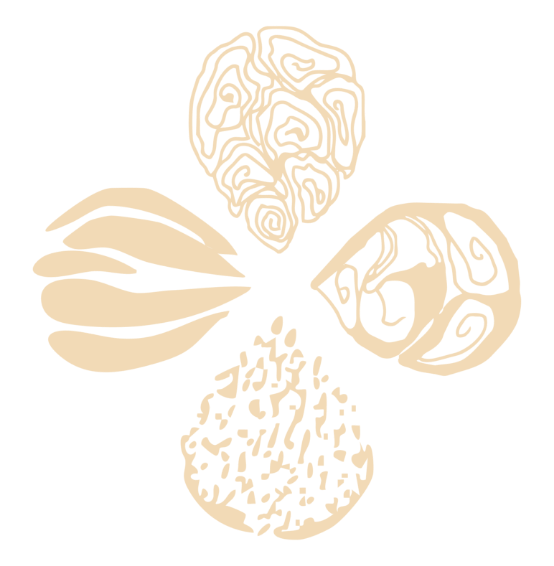 Illustration minimaliste en beige de cinq formes abstraites ressemblant à des graines ou noyaux sur un fond noir.