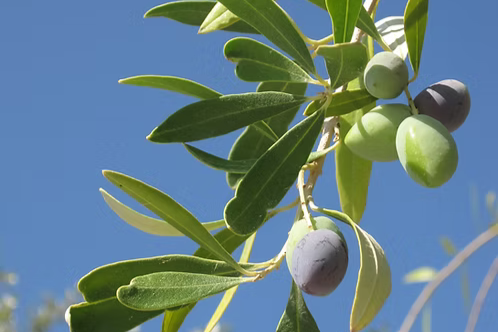 Olive tree branch with green and purple olives against a blue sky.