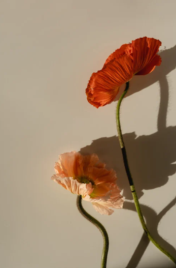Dos flores de amapola, una de color naranja y otra de color rosa, con sombras proyectadas en la pared