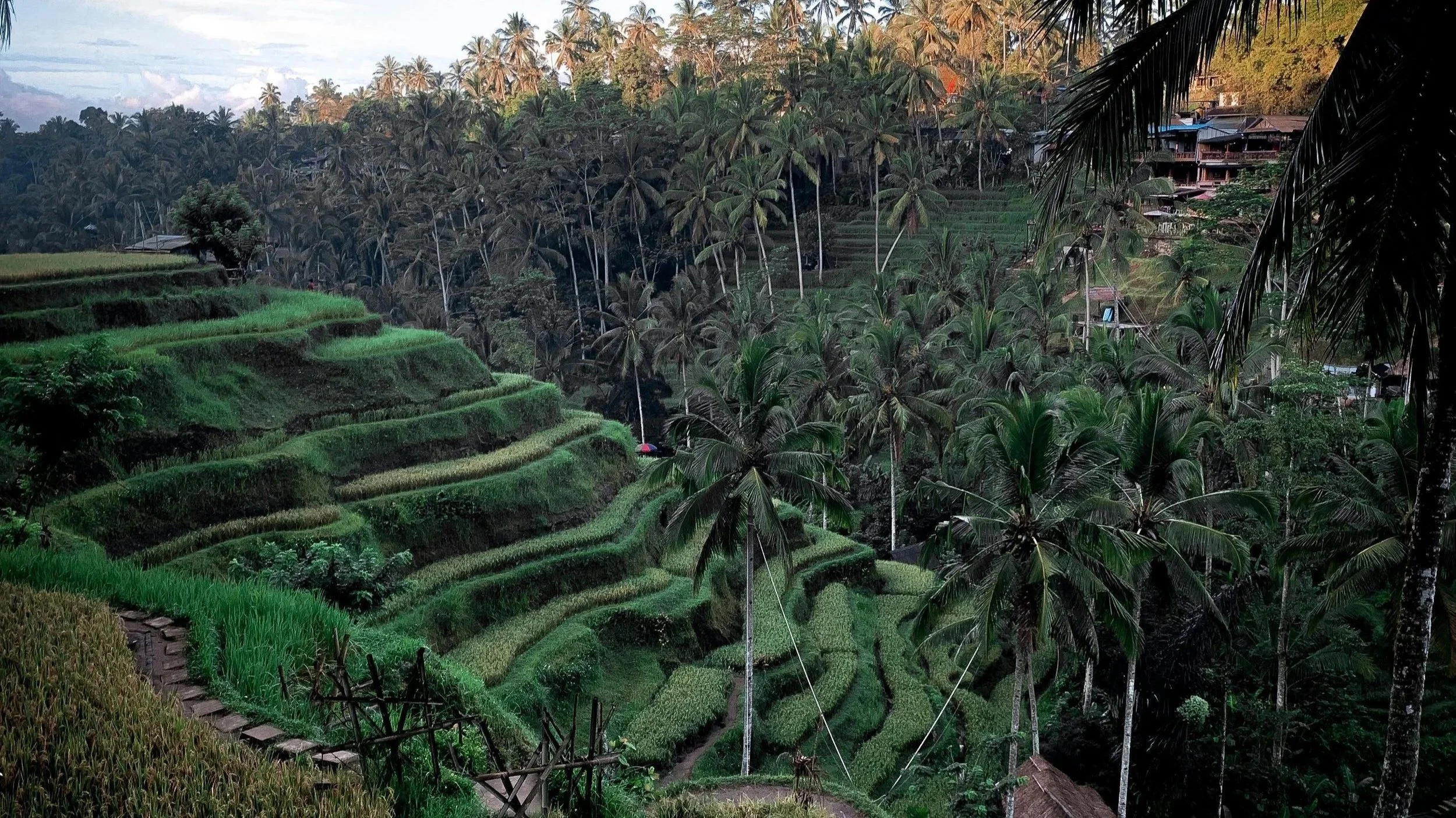 Arrozales y naturaleza en Ubud, Bali