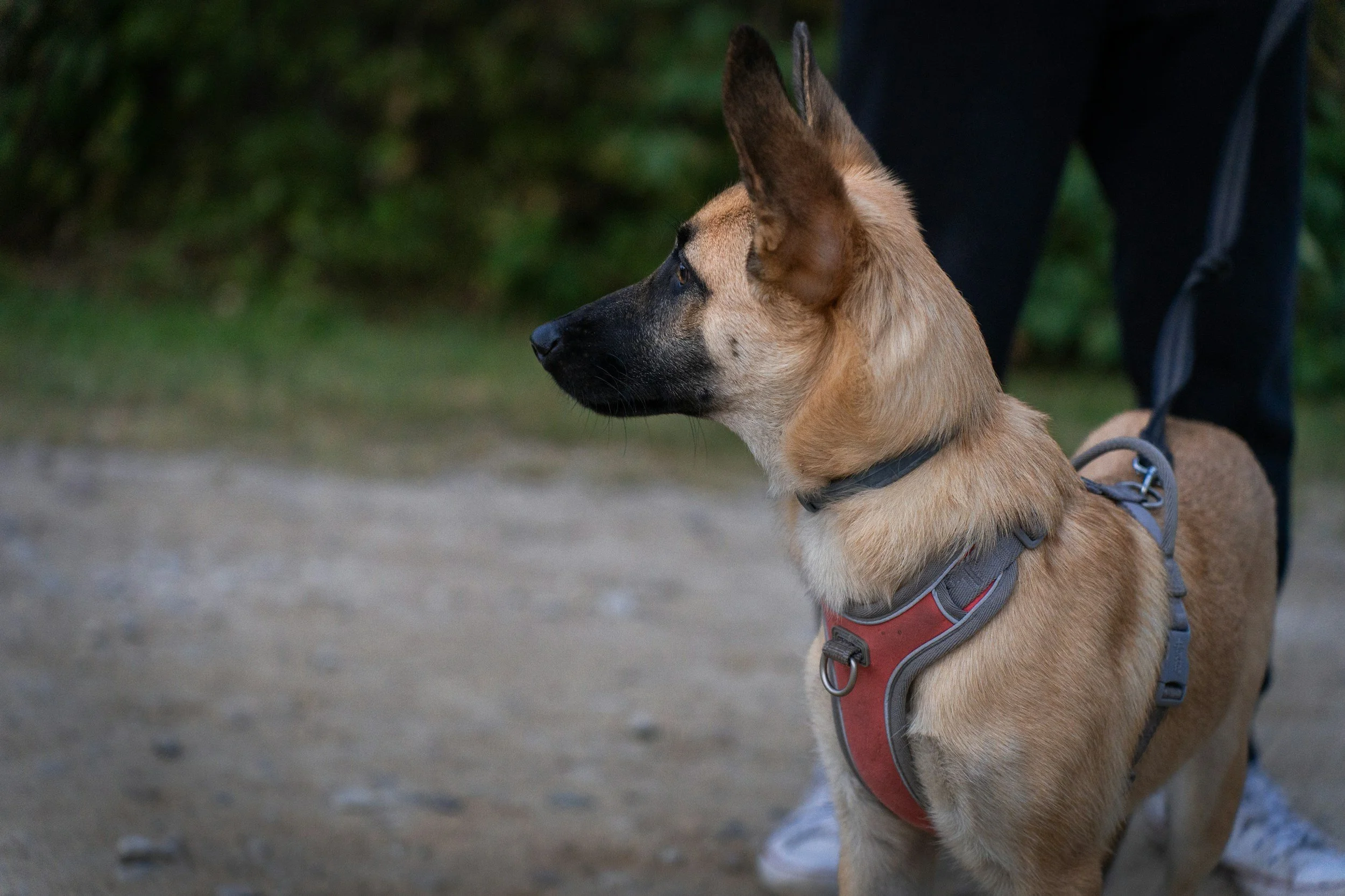 Ein Hund mit braunem Fell trägt ein Hundegeschirr und ist auf einem Weg im Freien, Blick nach links gerichtet.