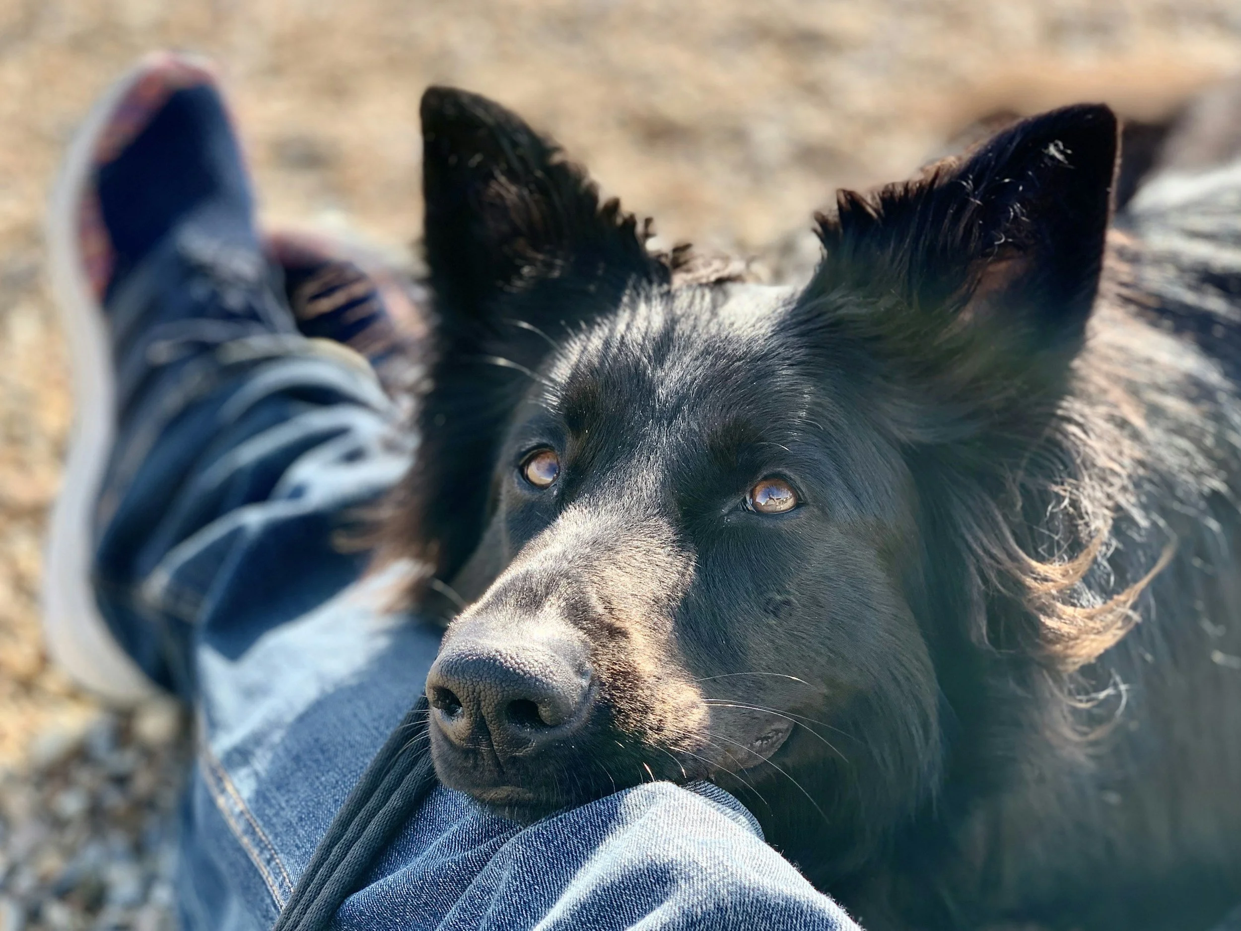 Nahaufnahme eines Hundes, vermutlich eines Border Collies, der auf dem Boden liegt und den Kopf an das Bein eines Menschen lehnt, der Jeans trägt, im Hintergrund. Es ist warm und sonnig.