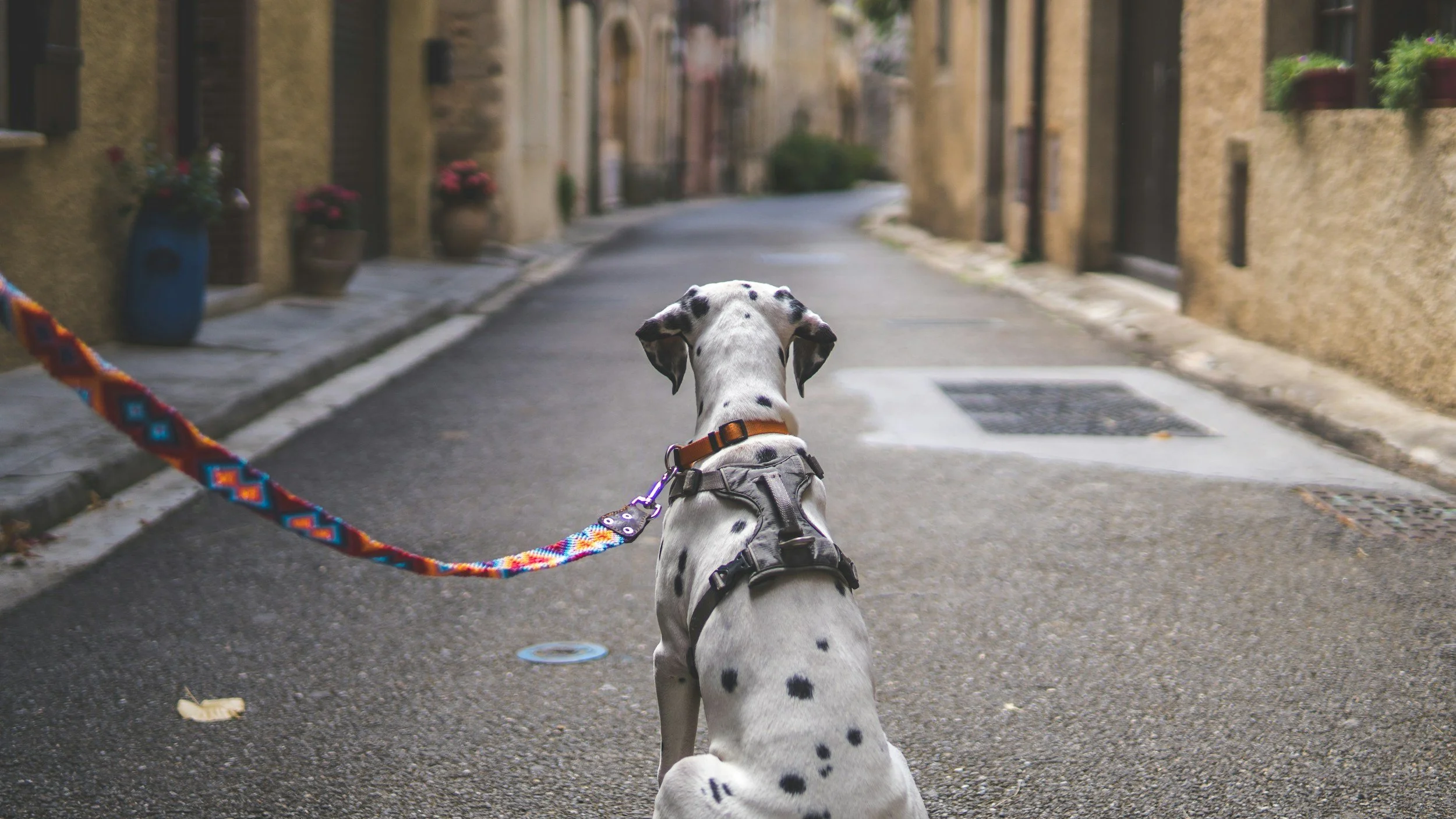 Ein Dalmatiner-Hund sitzt auf einer Straße und wird an einer bunten Leine gehalten, blickt in eine enge, alte Straße mit Häusern auf beiden Seiten.