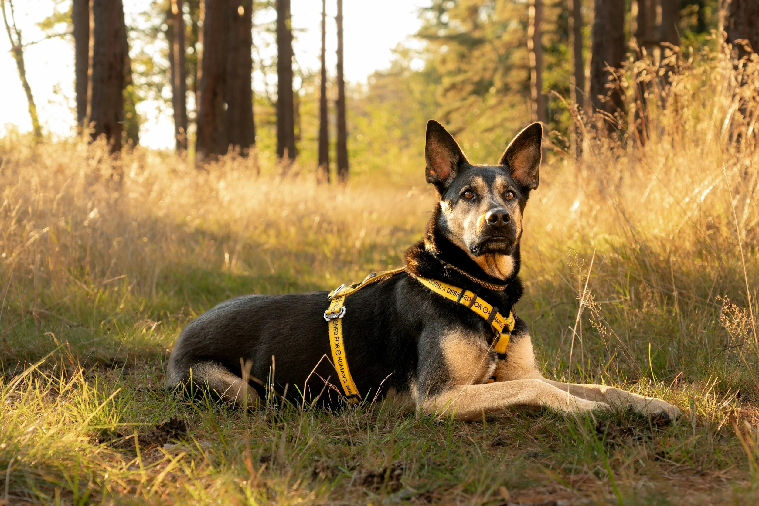 Ein Hund mit gelber Gurt, liegend im Wald bei Sonnenuntergang, umgeben von Gras und Bäumen.