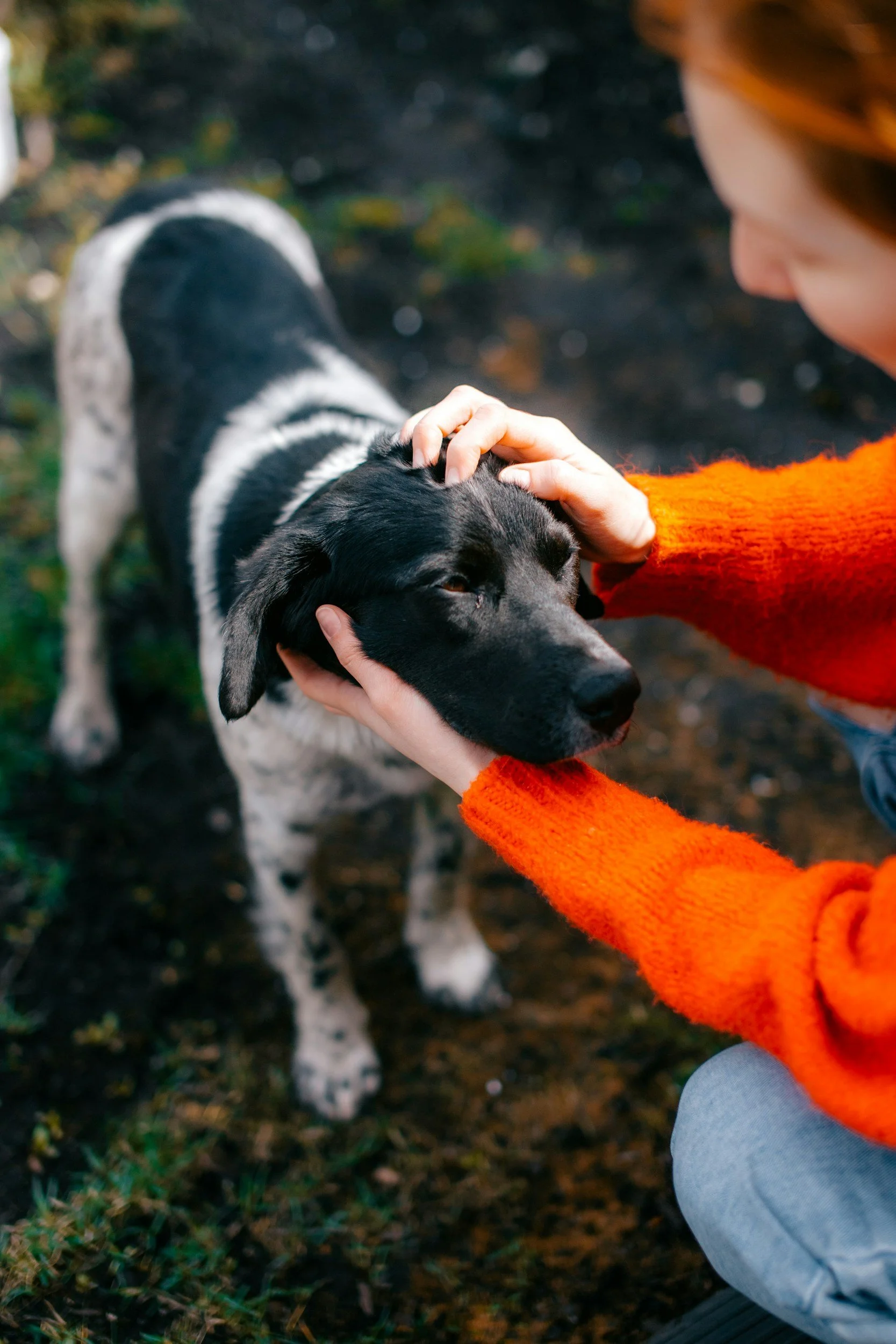 Ein Mädchen streichelt einen schwarzen und weißen Hund im Freien, während sie auf dem Boden sitzt.