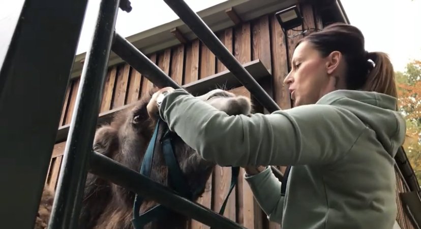 Kameltraining im Delitzscher Tierpark