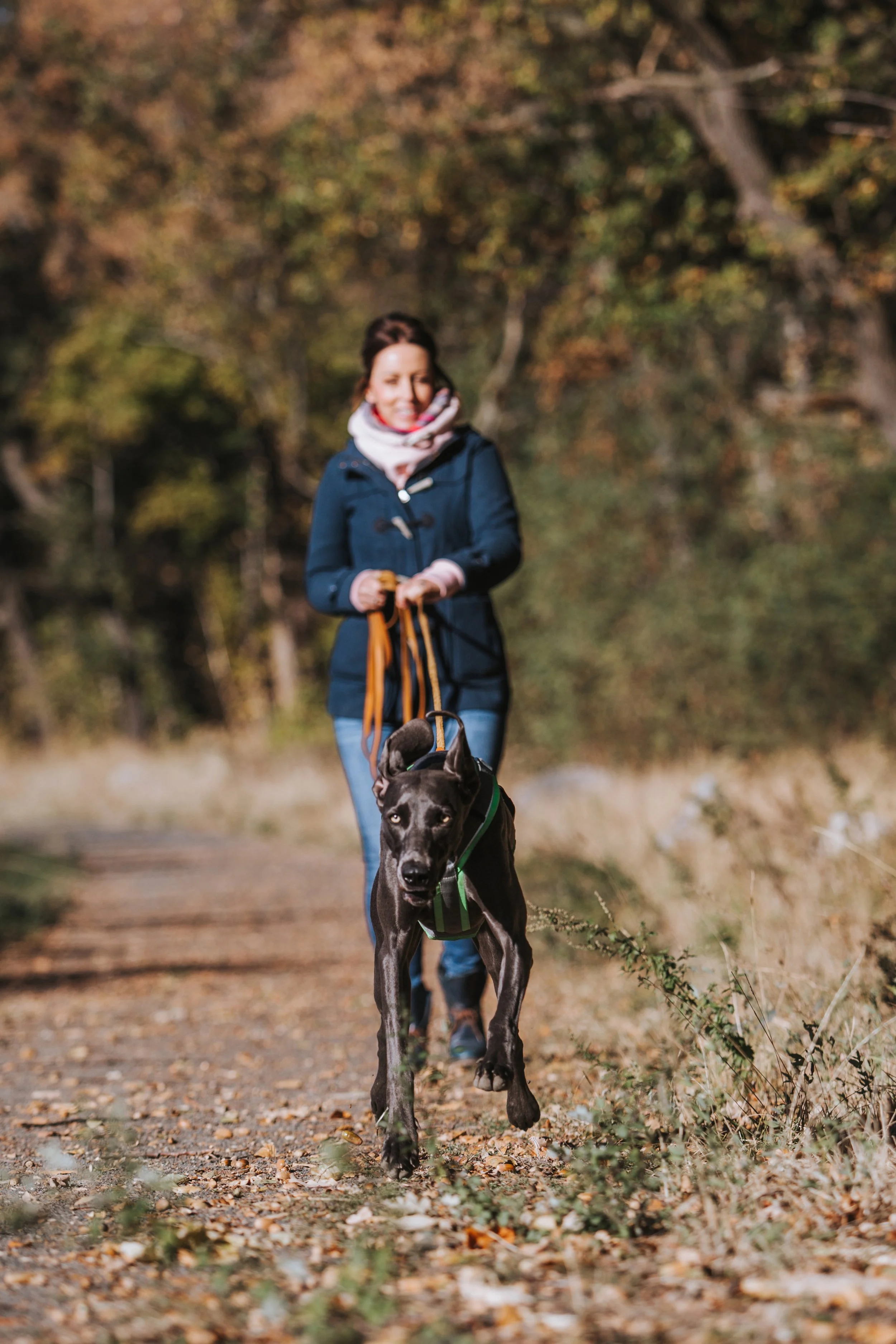 Frau mit Hund beim Mantrailing im Herbstpark, bunte Blätter auf dem Weg.