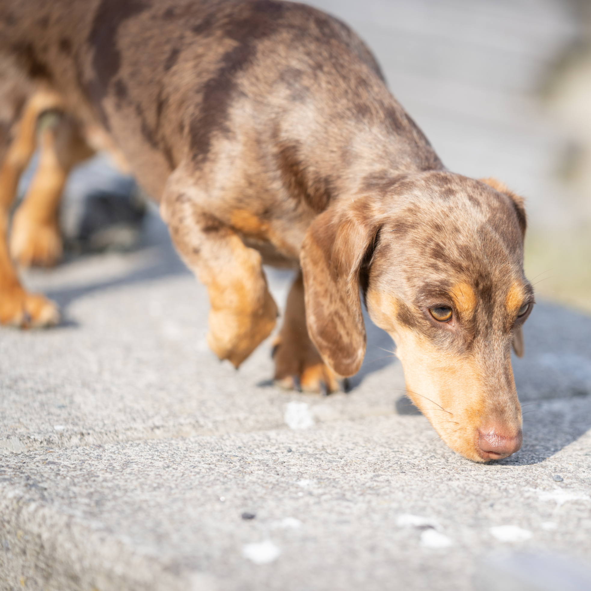 Ein brauner Hund schnuppert am Boden, nahe am Sand, draußen.