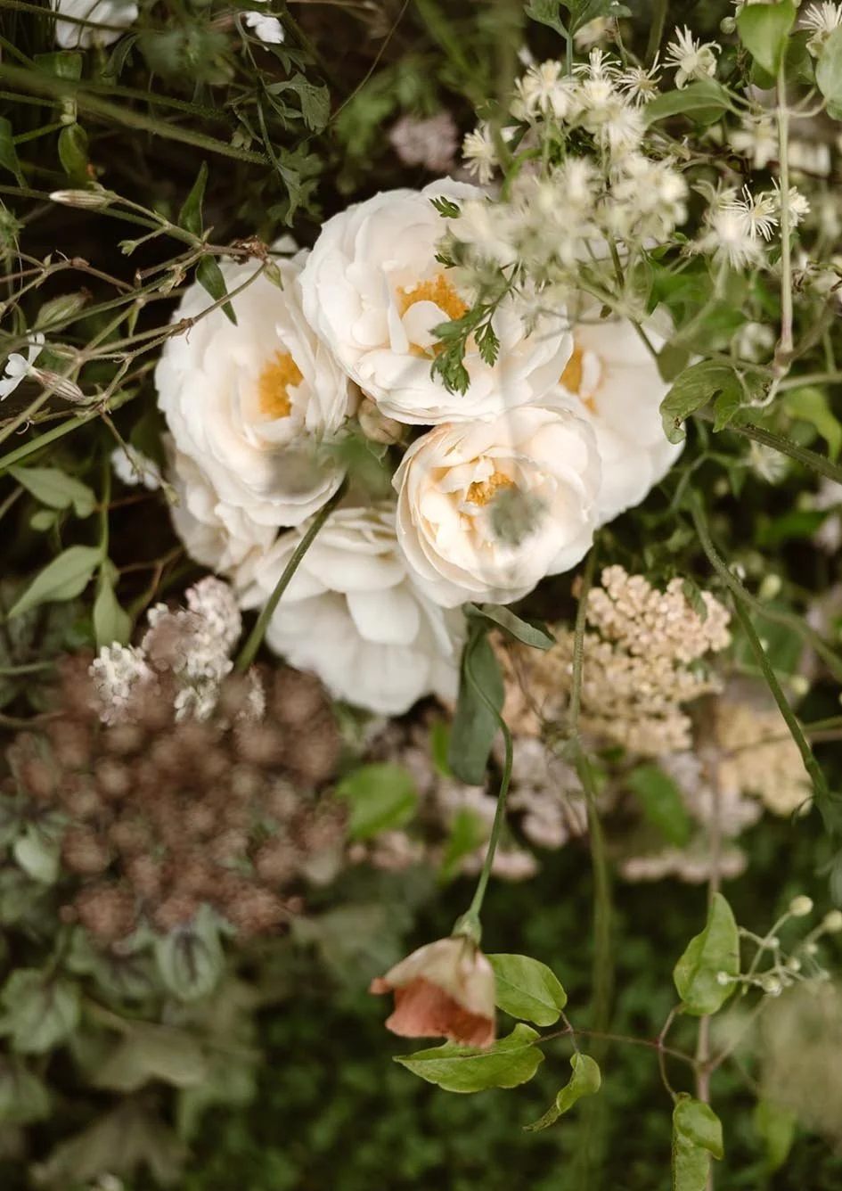 White garden flowers with yellow centers surrounded by green leaves and small white blossoms.