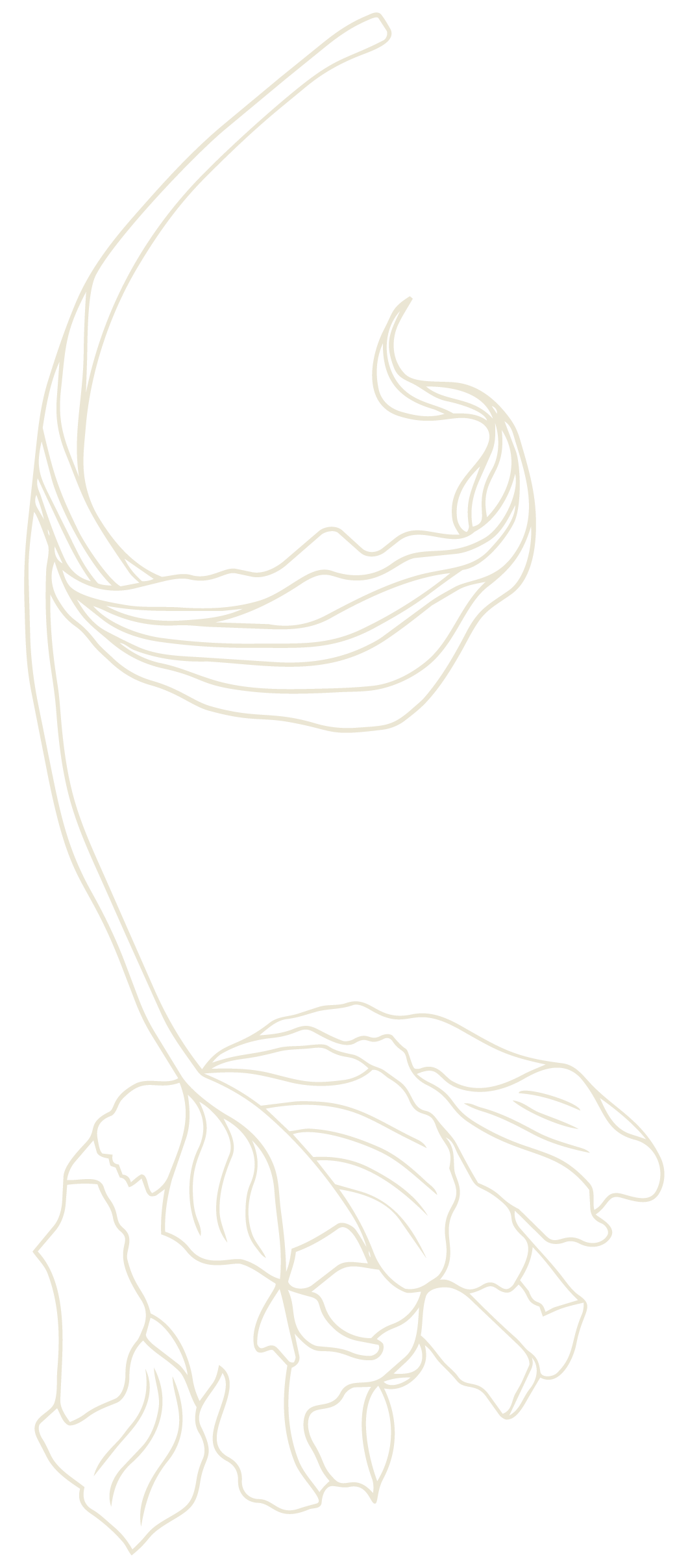 Line drawing of a flowering plant with large open blossoms, elongated stem, and large leaves, all in a minimalist style on a black background.