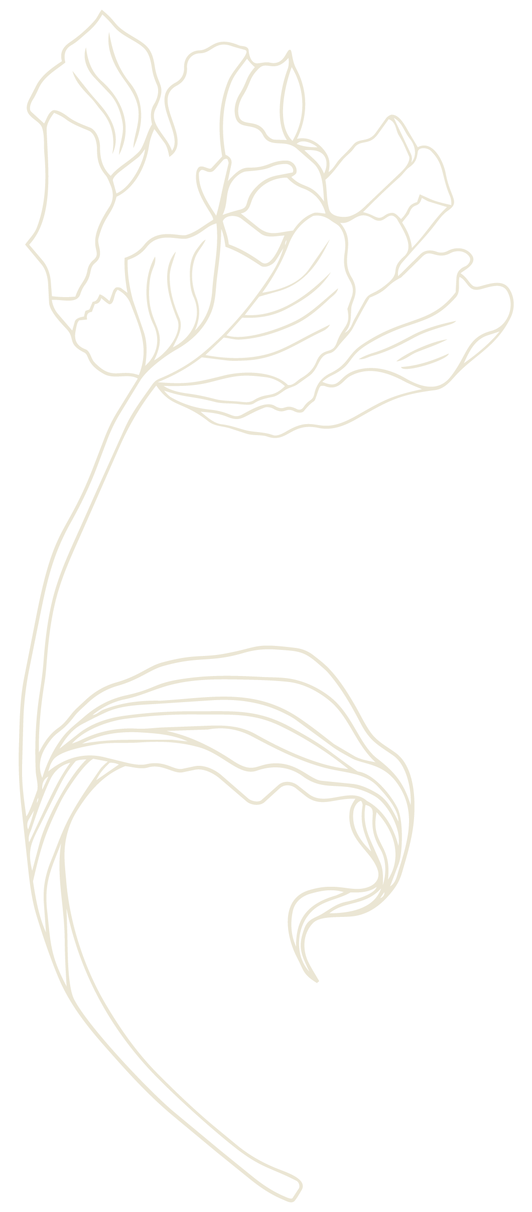 Minimalist line art illustration of a tulip flower with a reflection below it, both drawn with white lines on a black background.
