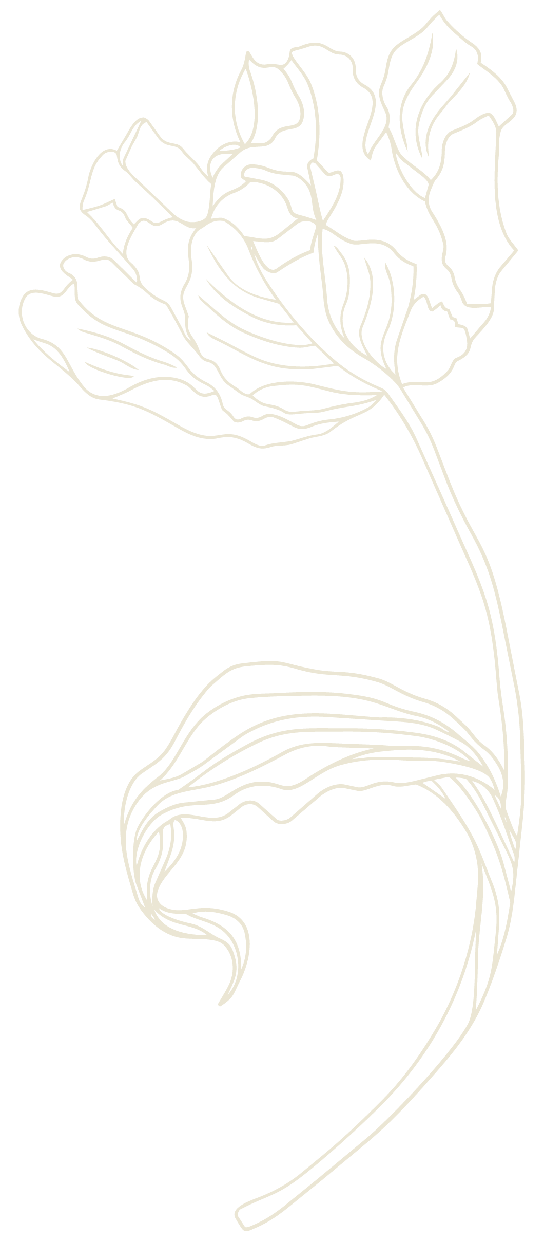Line art drawing of a flower with five petals and a long stem on a black background.