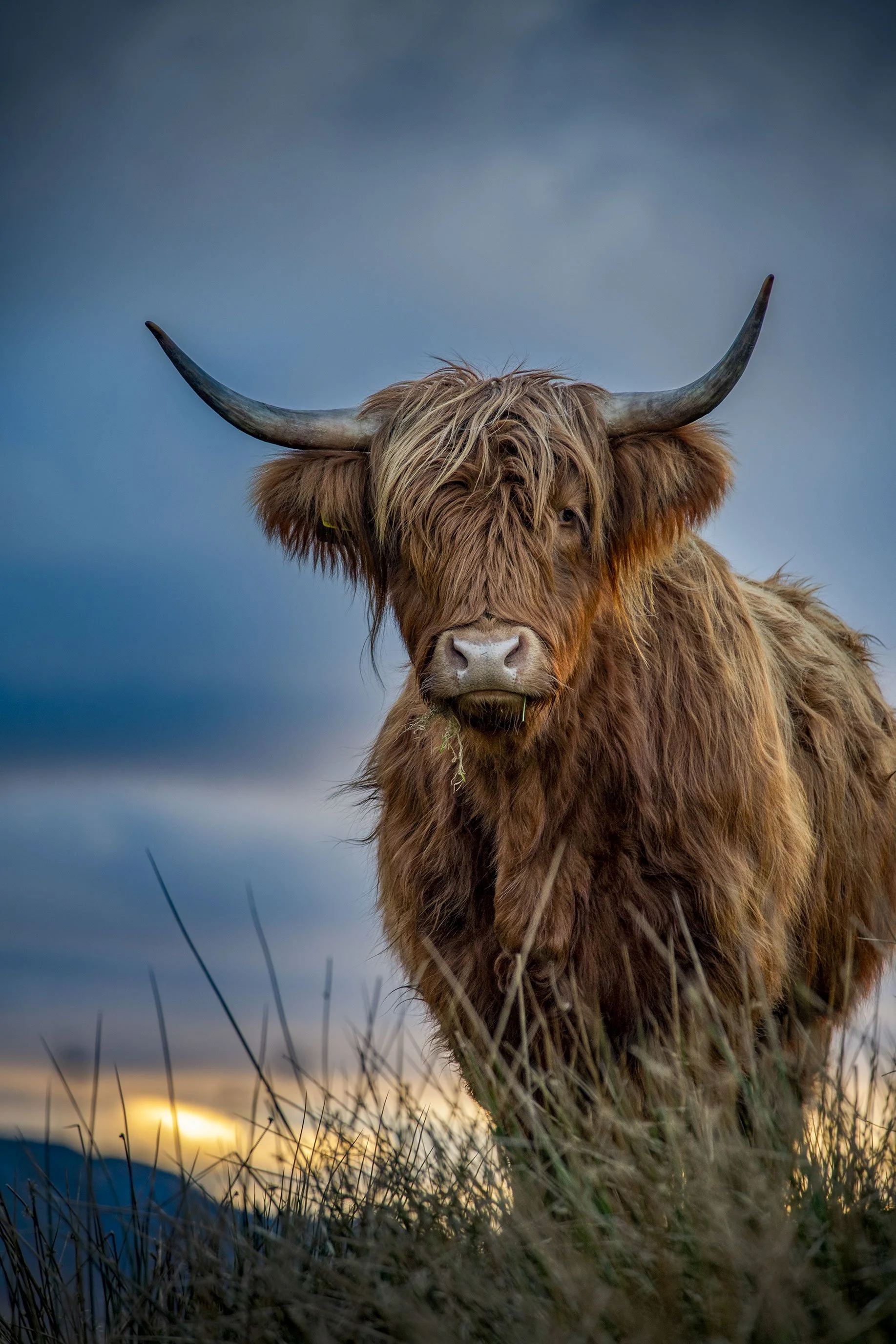 Heilan Coo, Oban.