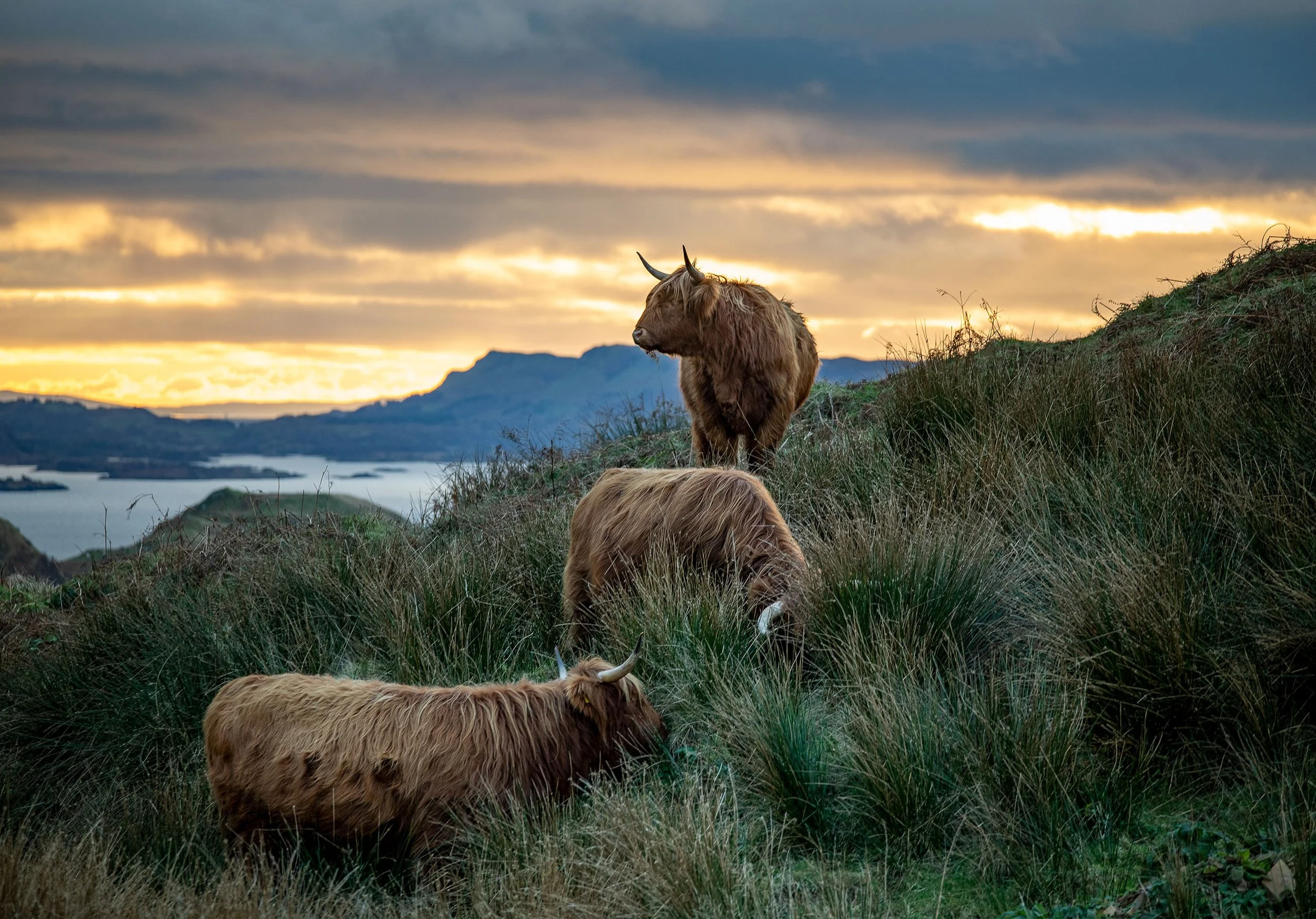 Heilan Coos, Oban.