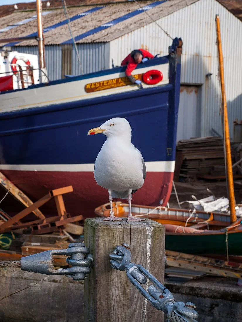 Herring Gull, Mallaig.