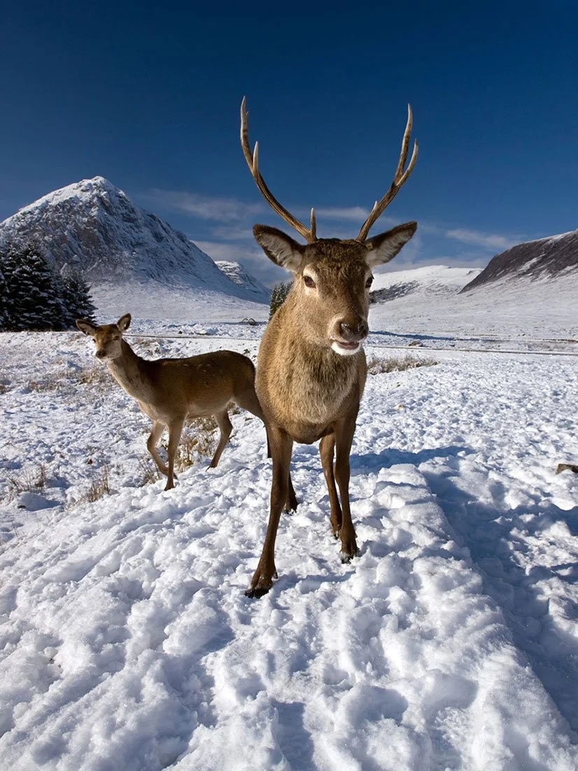 Red Deer, Glencoe.