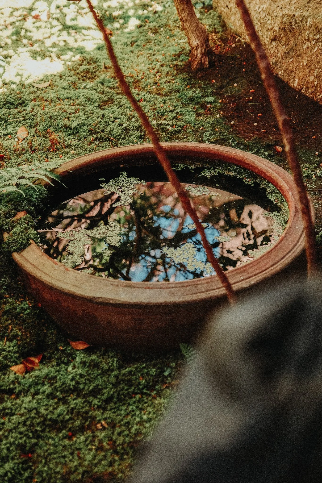 A round terracotta pot filled with water, floating small water plants, and partially surrounded by green ground cover on a garden or outdoor surface.