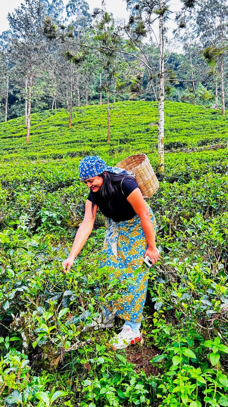 A woman wearing a blue bandana, black shirt, colorful floral skirt, and white sneakers is picking tea leaves in a green tea plantation, with a woven basket on her back and a cellphone in her hand.