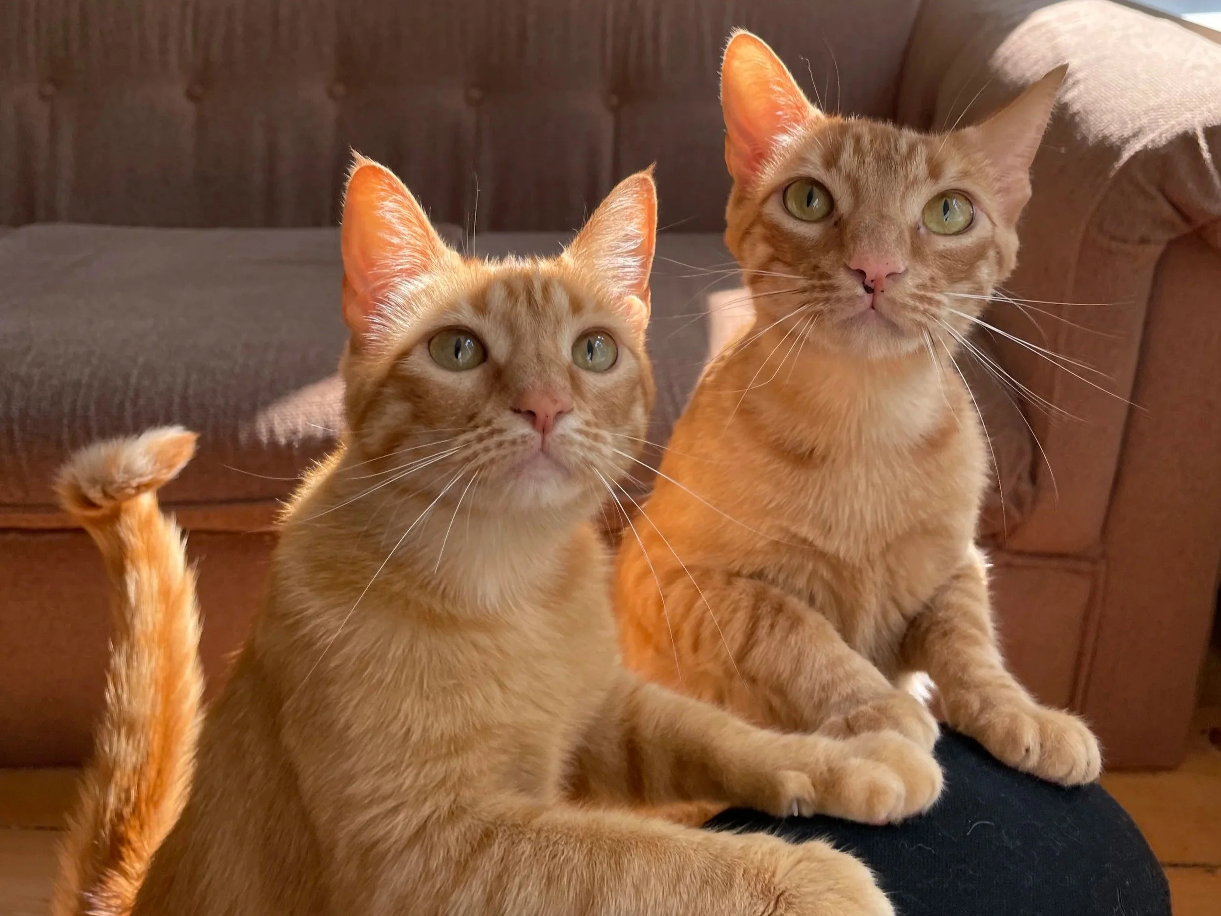 Two orange tabby cats sitting on a dark surface with a brown upholstered background. One cat is in front, looking at the camera with wide eyes, while the other is slightly behind, also looking forward.