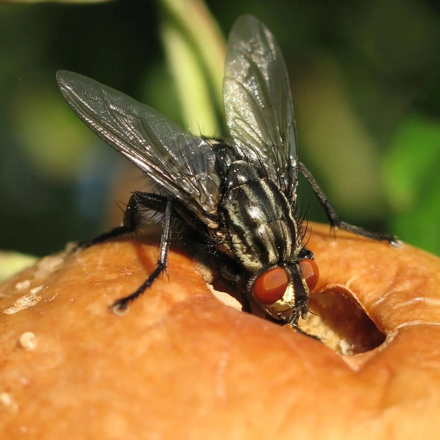 Botfly