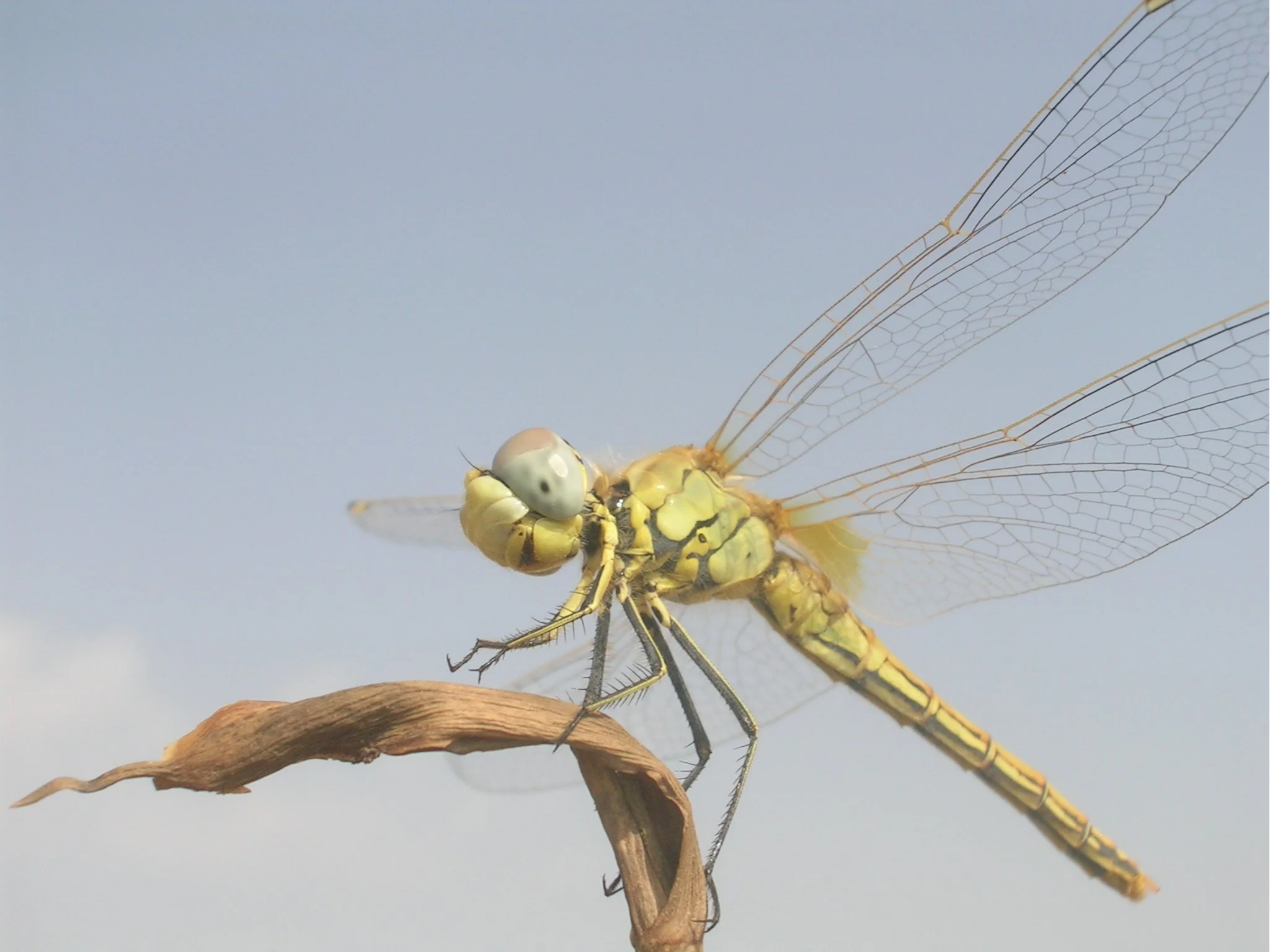 Dragon Fly