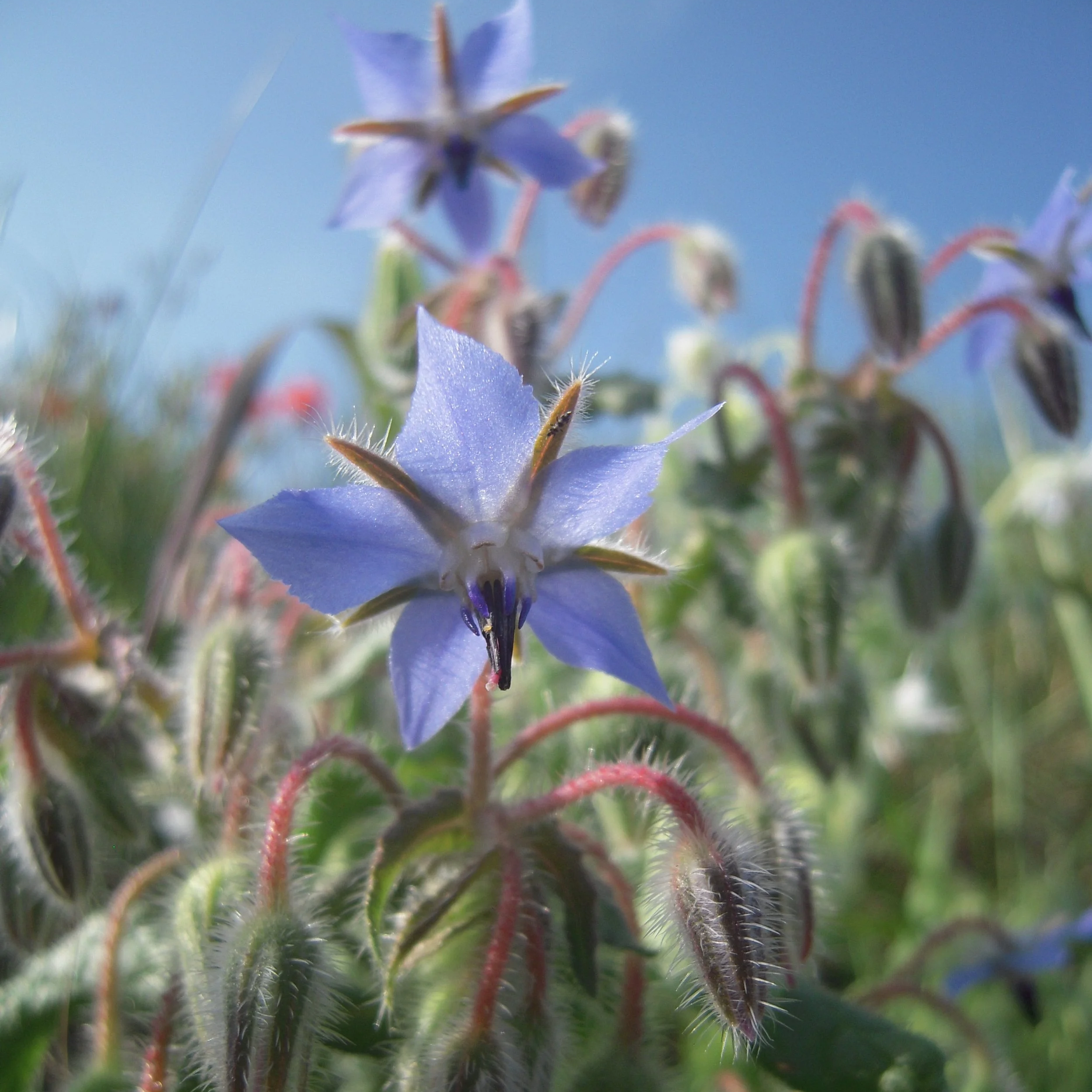 Borage