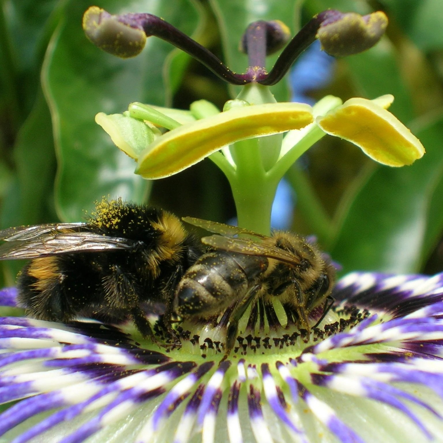 Bees lunchies at Passiflora