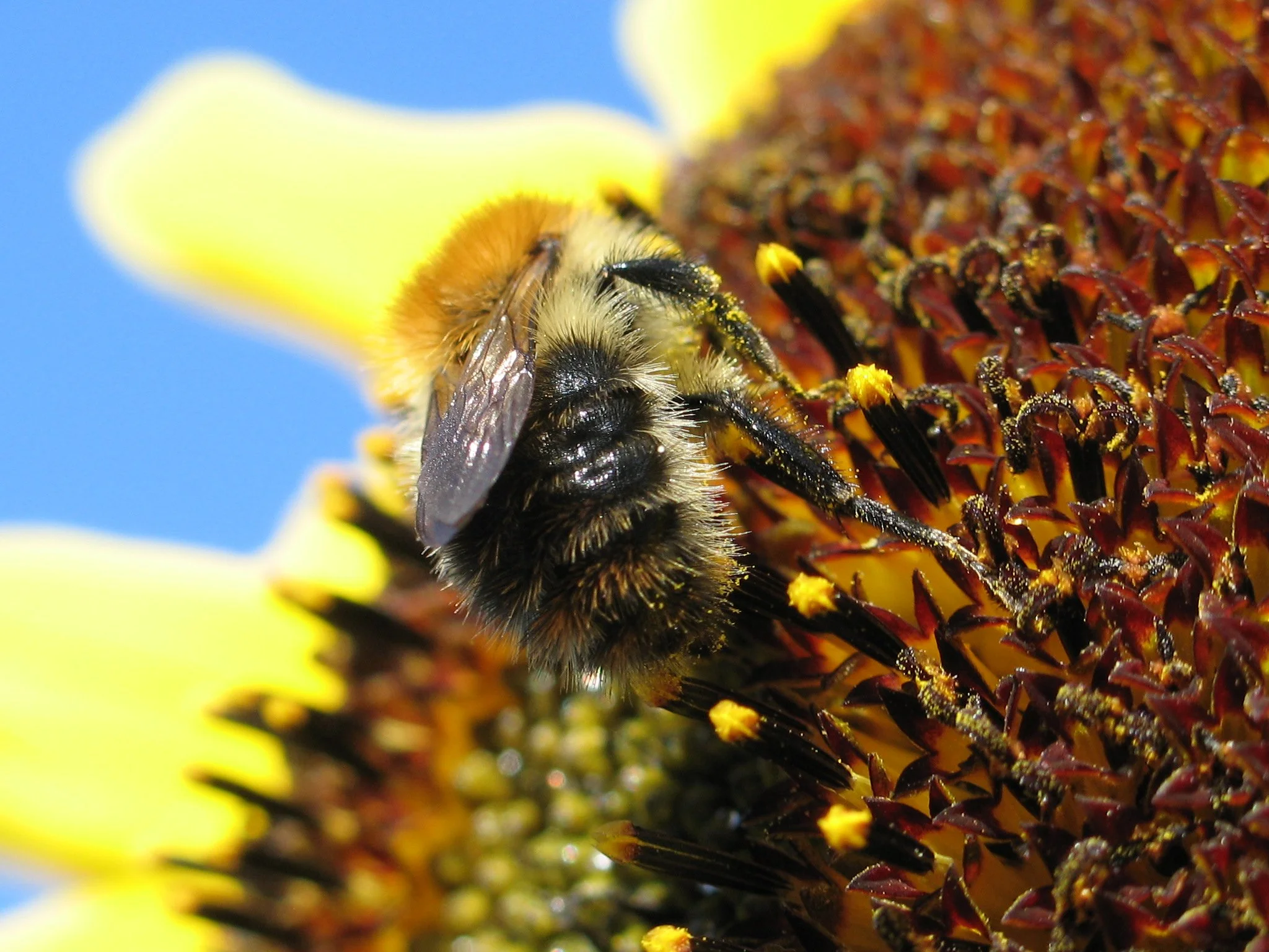 Bee and Sunflower