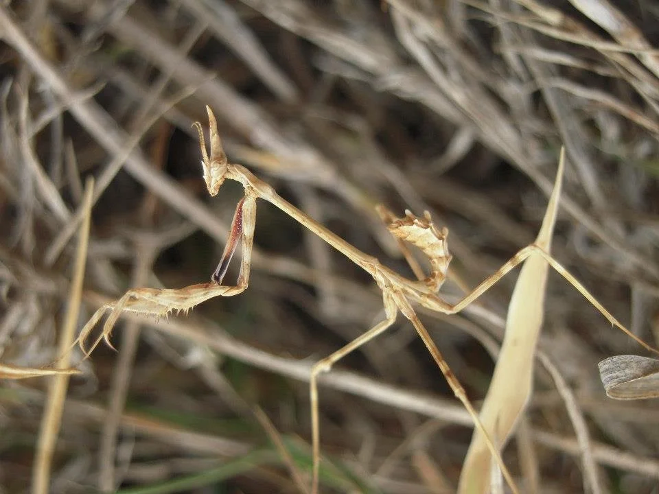 Empusa Penata or Mantis Palo