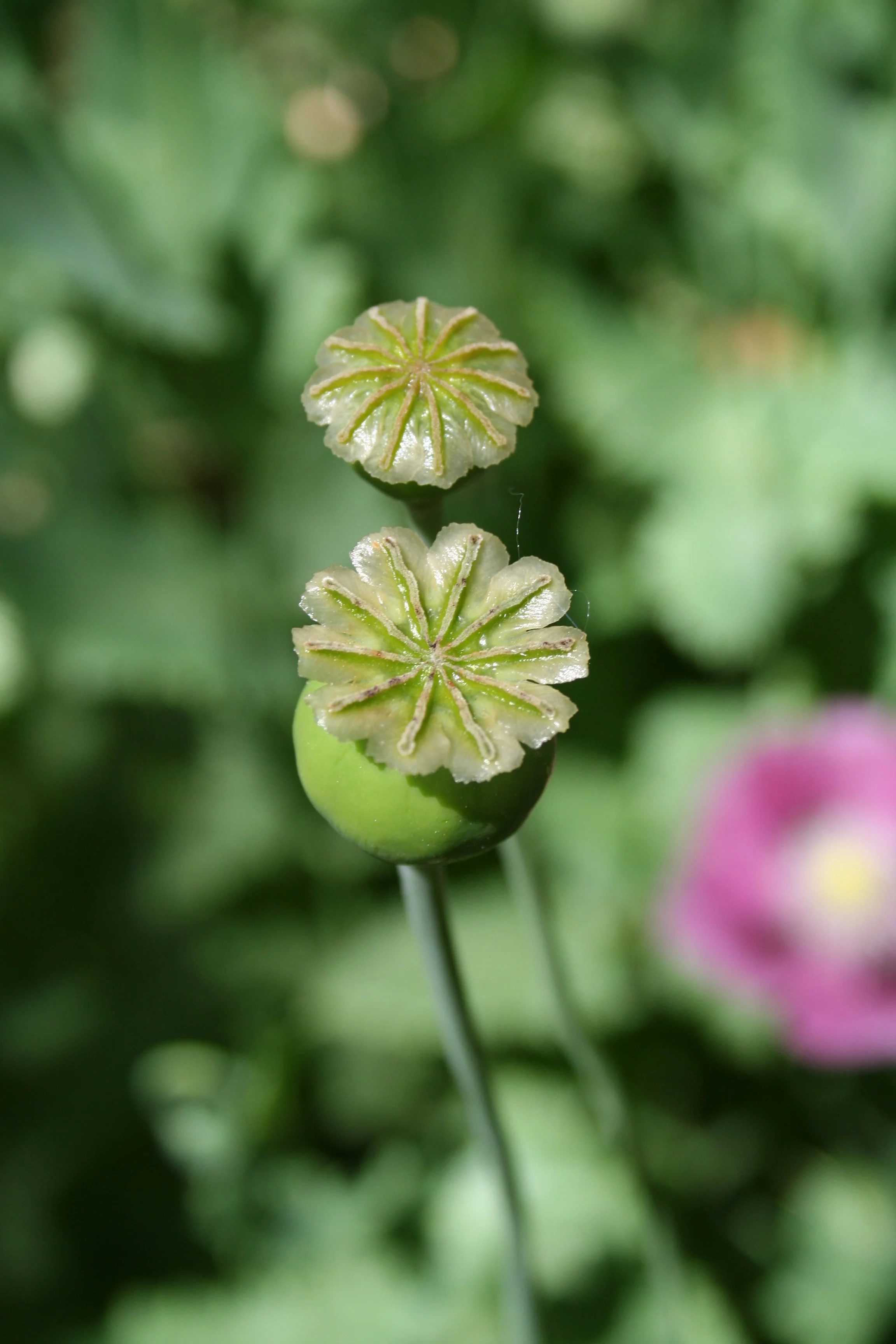 Poppy seeds capsules