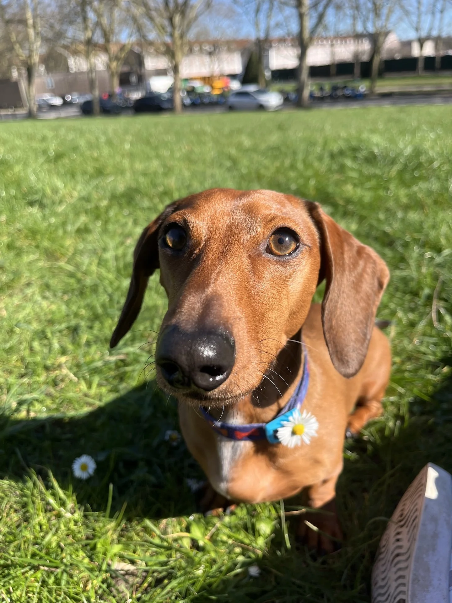 Meet Stewie the Mini Weenie
