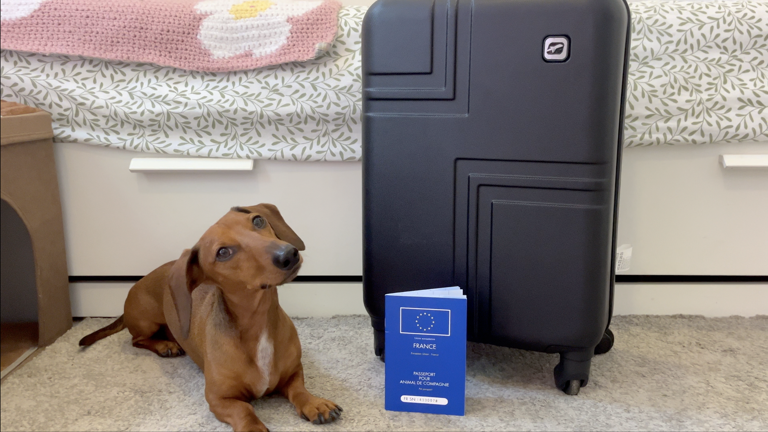 Moving Abroad with Stewie