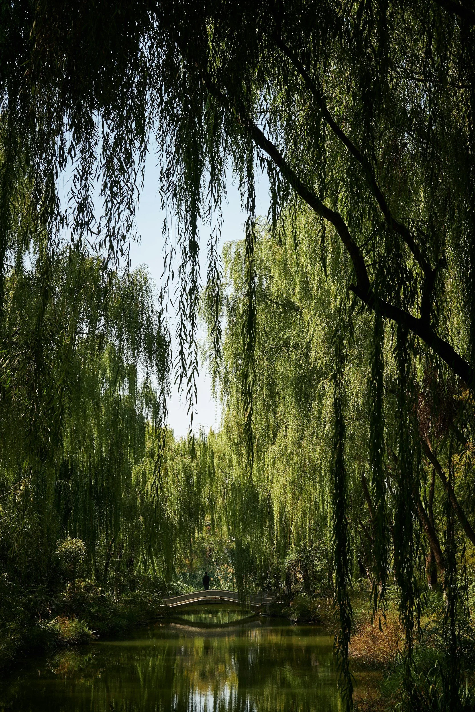 A peaceful park scene with weeping willow trees arching over a small pond and a person walking on a stone bridge in the distance.