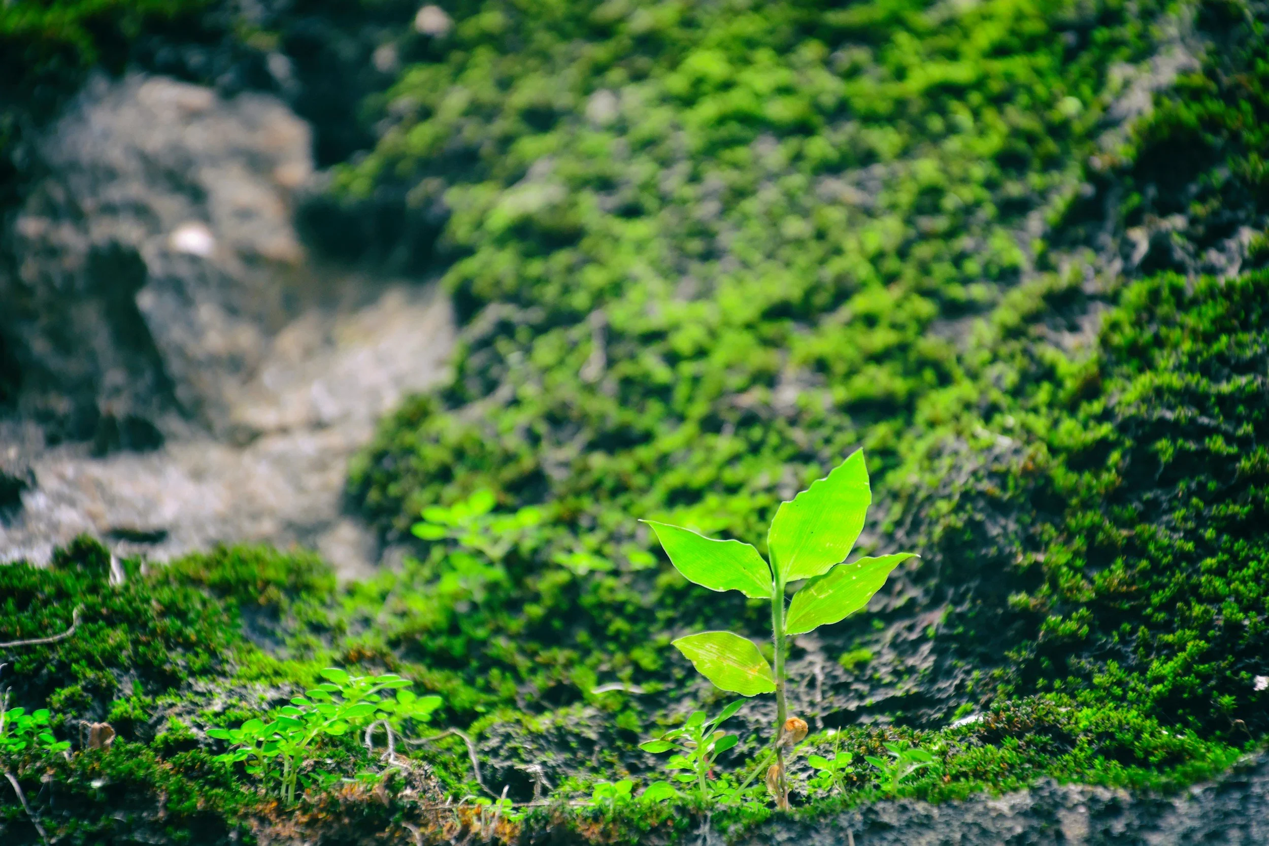 Small green plant growing in moss-covered ground near a stream or river with rocks.