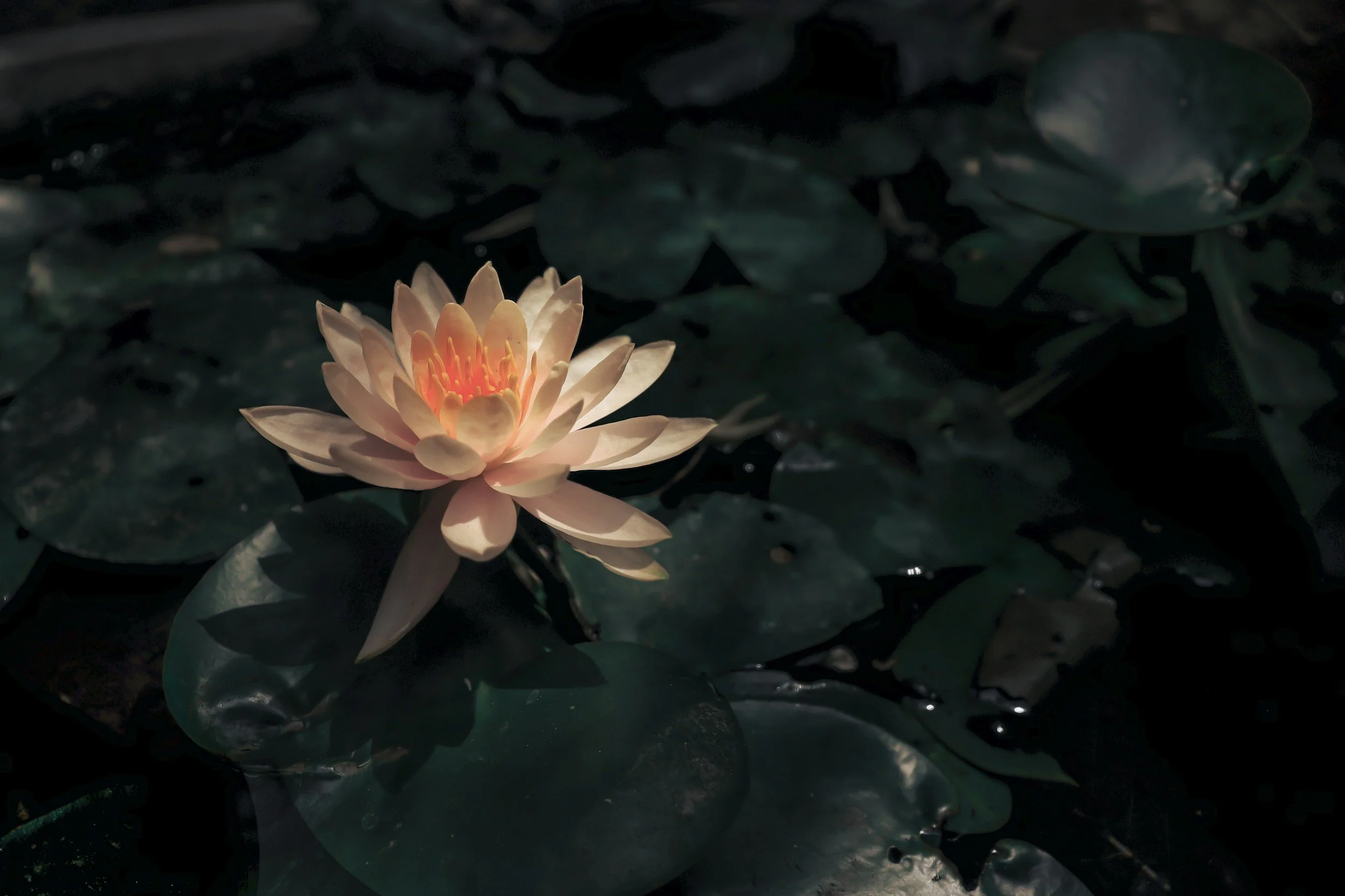 A illuminated pink water lily flower floating on dark water with lily pads surrounding it.