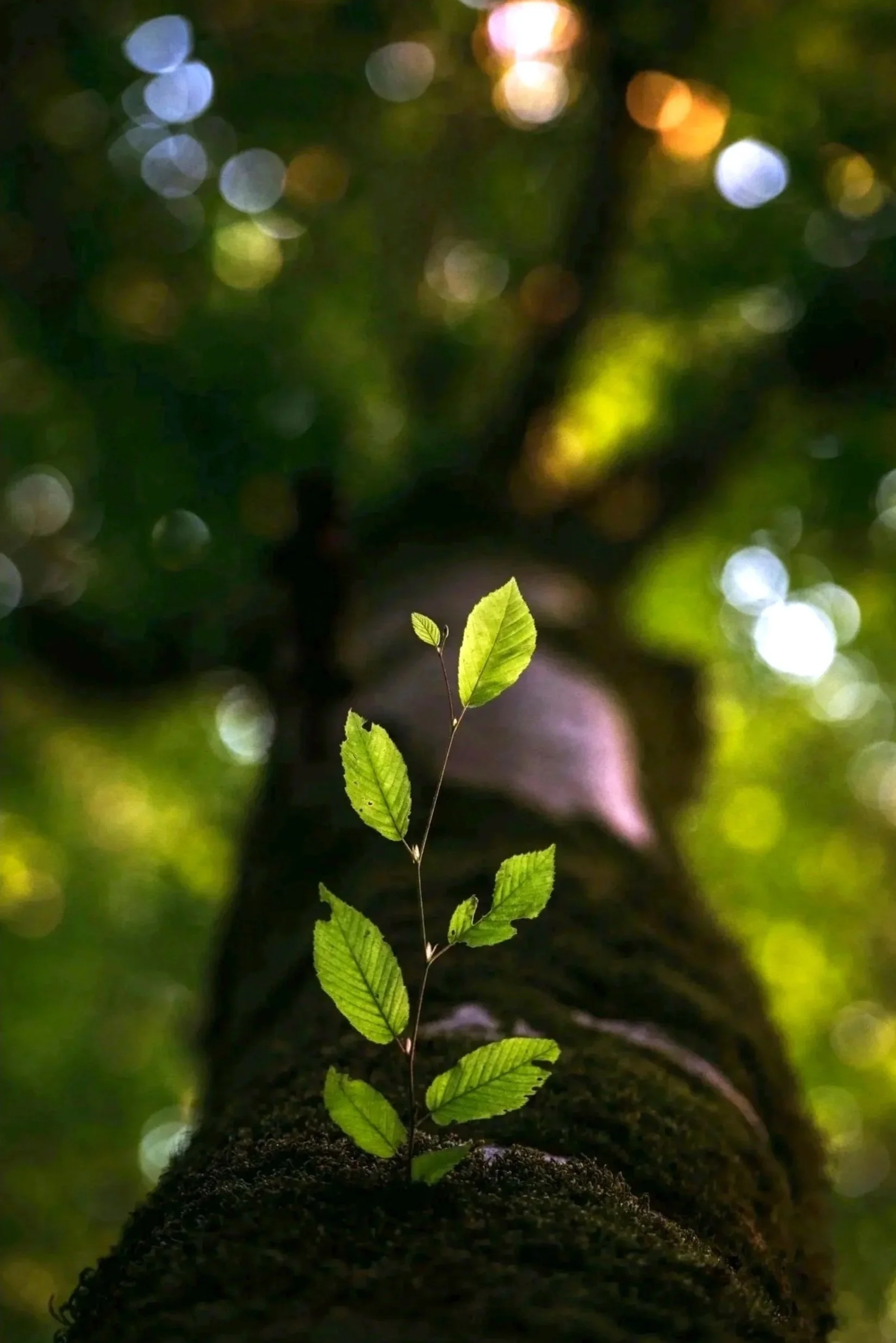 A small green plant with multiple leaves grows from a soil mound in a forest setting, with blurred green and yellow bokeh background light.
