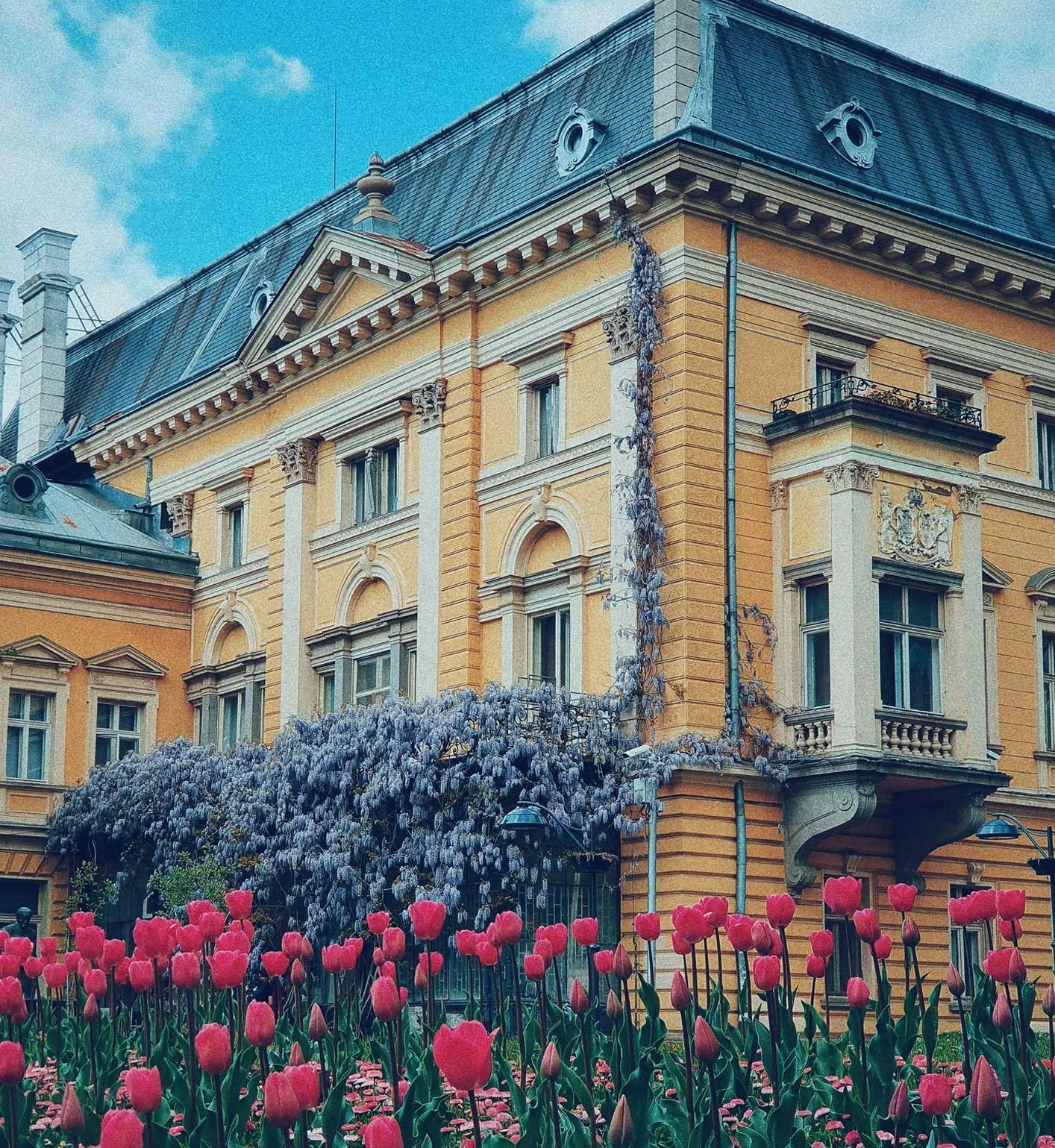 A historic yellow building with ornate architectural details, surrounded by flowering trees and a garden with pink tulips in the foreground.