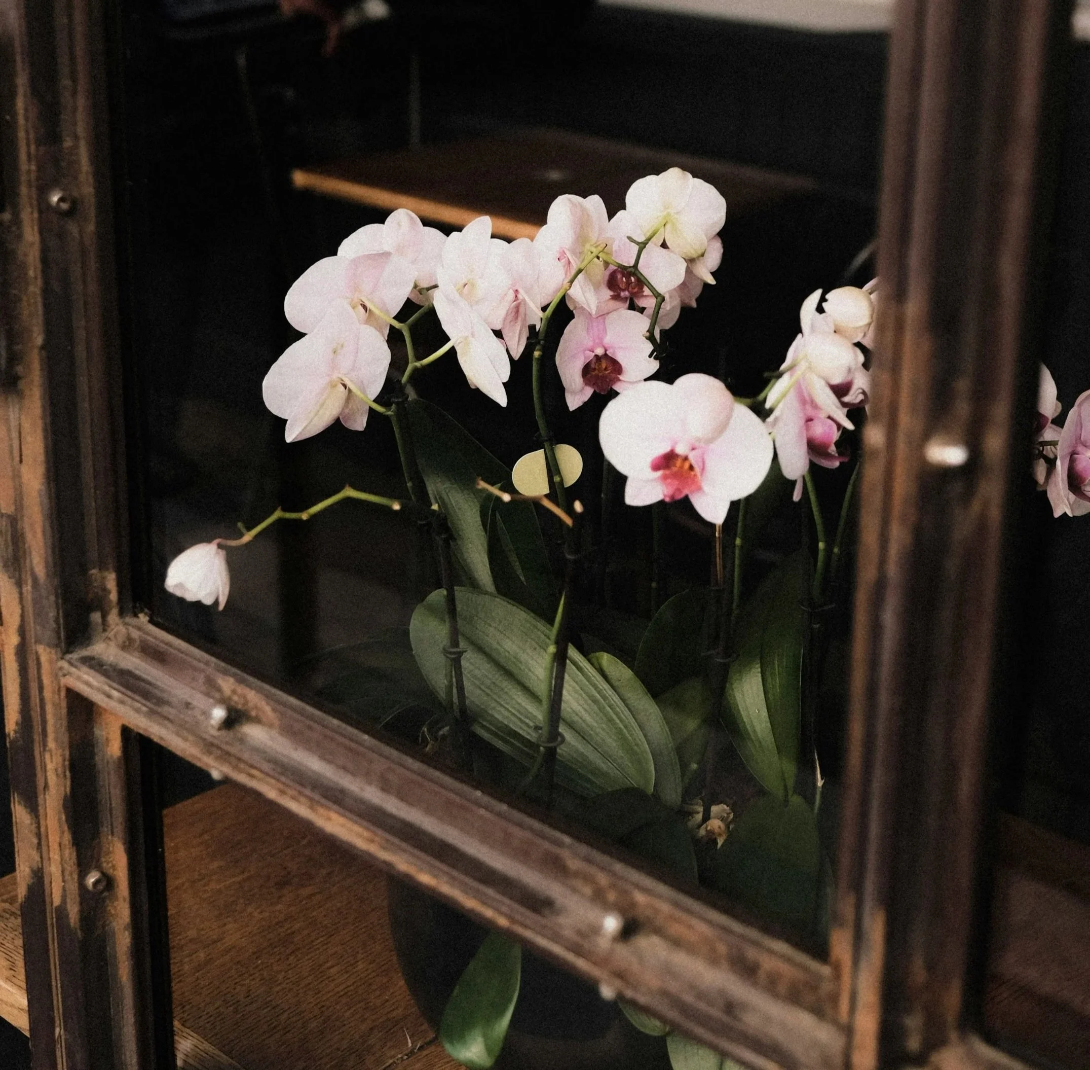 A pink and white orchid flower placed inside a wooden cabinet or shelf.