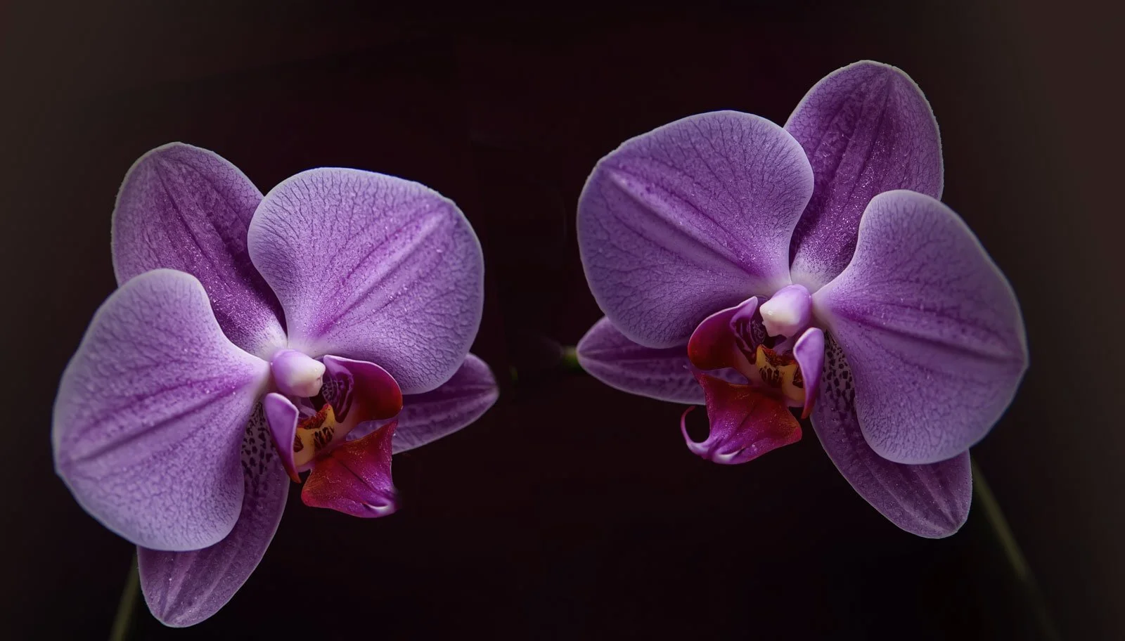 Two purple orchid flowers with detailed petals and lips, set against a dark background.