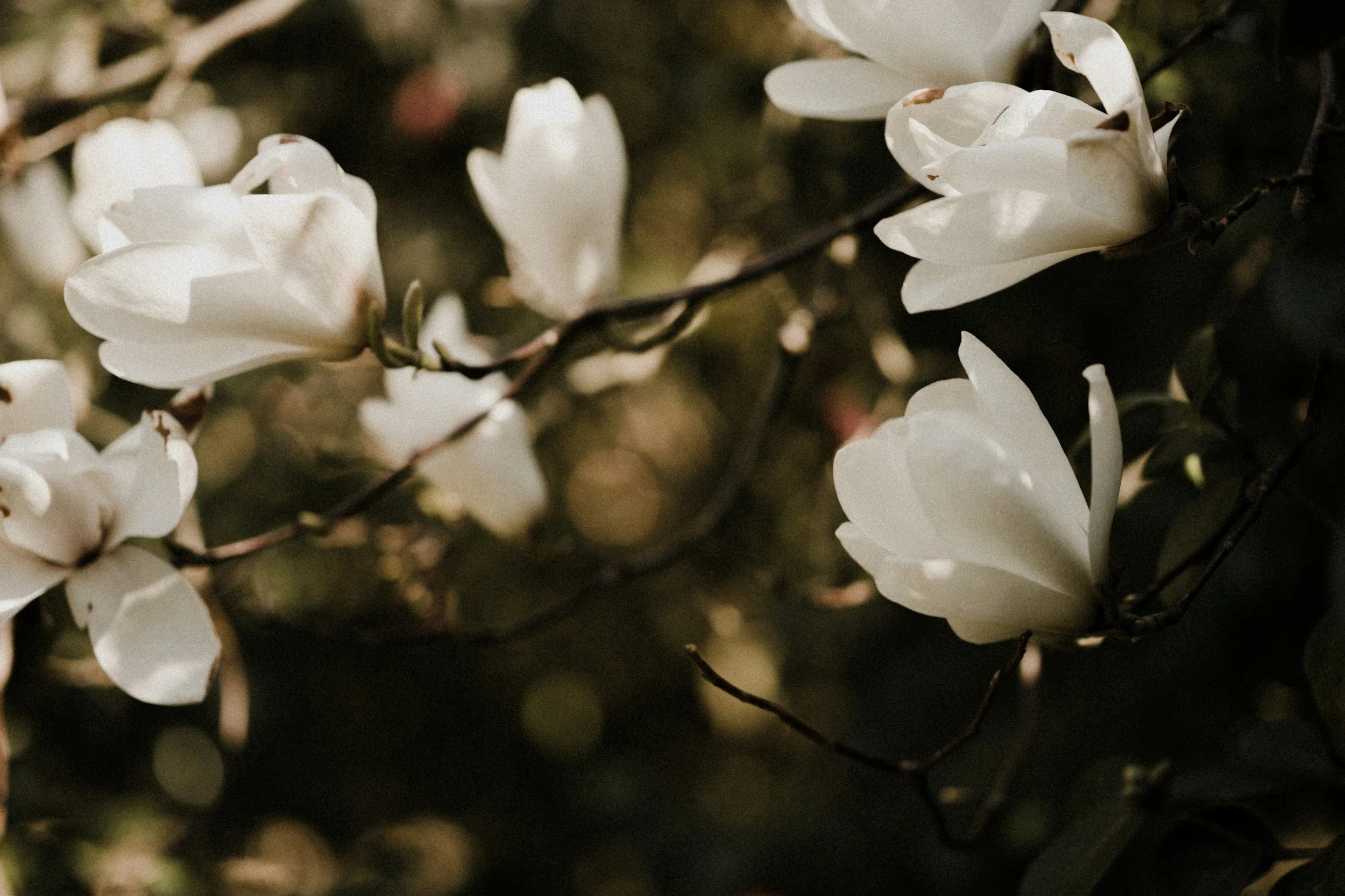 Pathway to peace