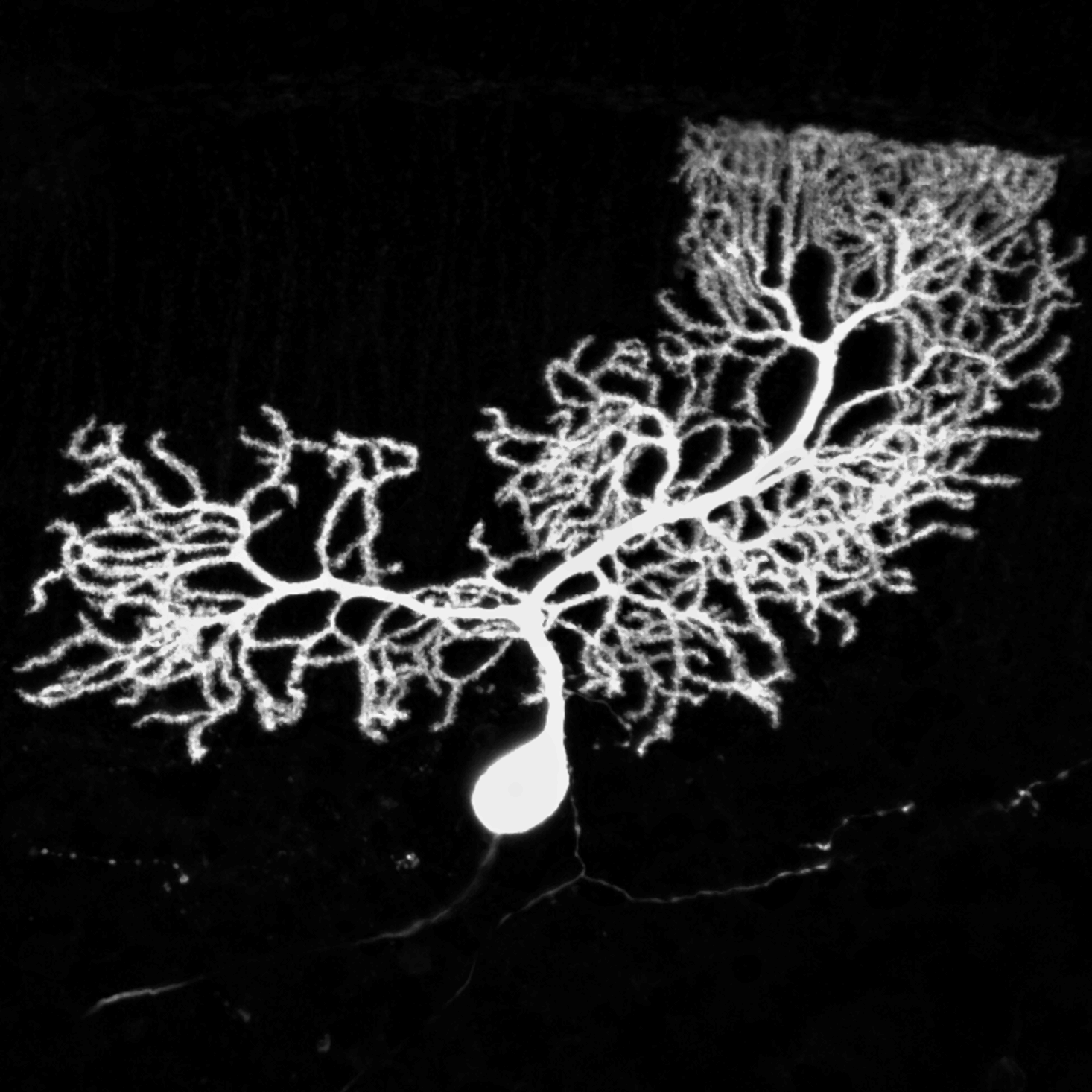 A cerebellar Purkinje cell filled with biocytin and imaged by confocal microscopy, showing an elaborate planar dendritic arbor extending from a bright soma.