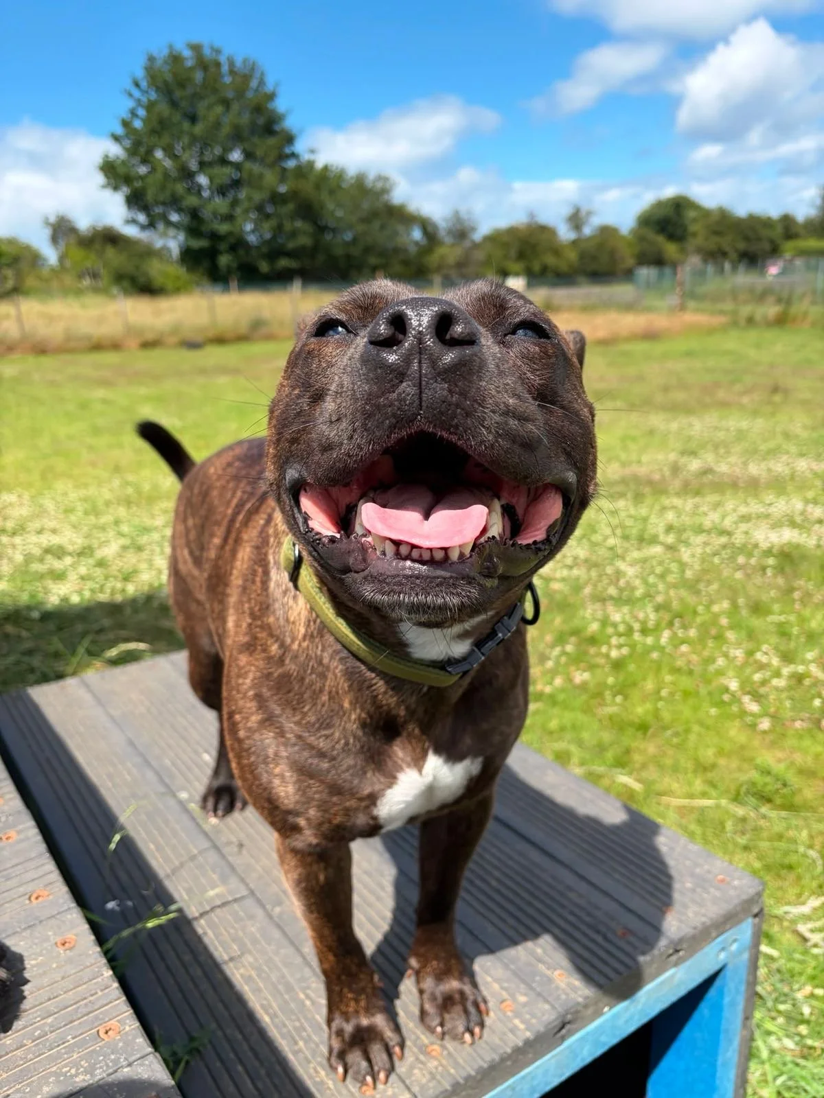 A happy brindle dog with a white patch on its chest standing on a wooden platform outdoors, smiling with its mouth open, showing its tongue and teeth, beside a grassy area under a partly cloudy sky.