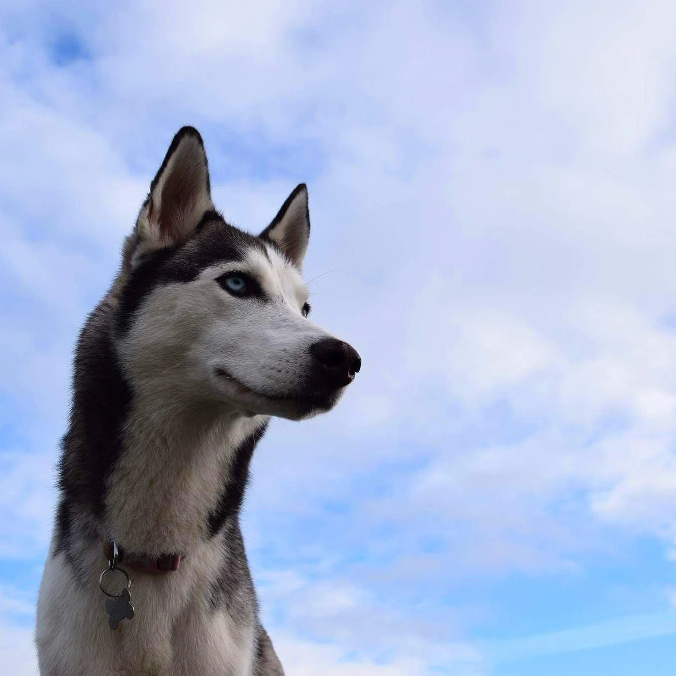 A Siberian Husky with blue eyes and black and white fur stands outdoors against a partly cloudy sky.