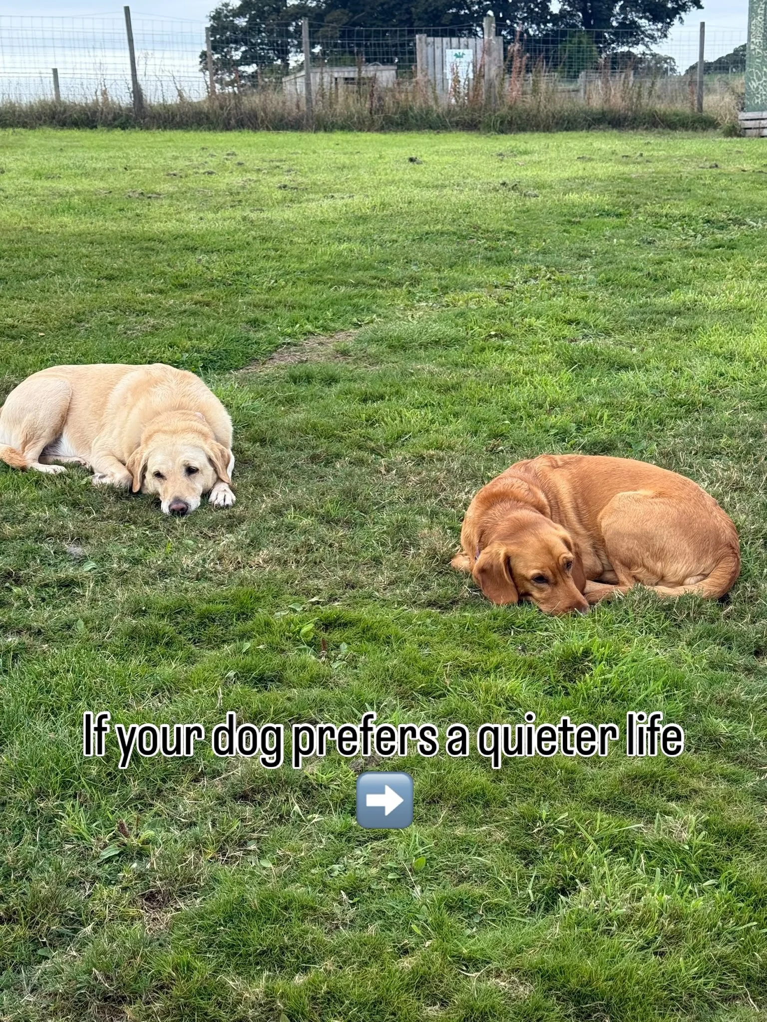 Fridays are a quieter session at Barklay Park. They&rsquo;re perfect for nervous or anxious dogs who need a little more space to relax in the day care environment.

If this sounds like the perfect place for your dog, drop us a DM for more details!

#