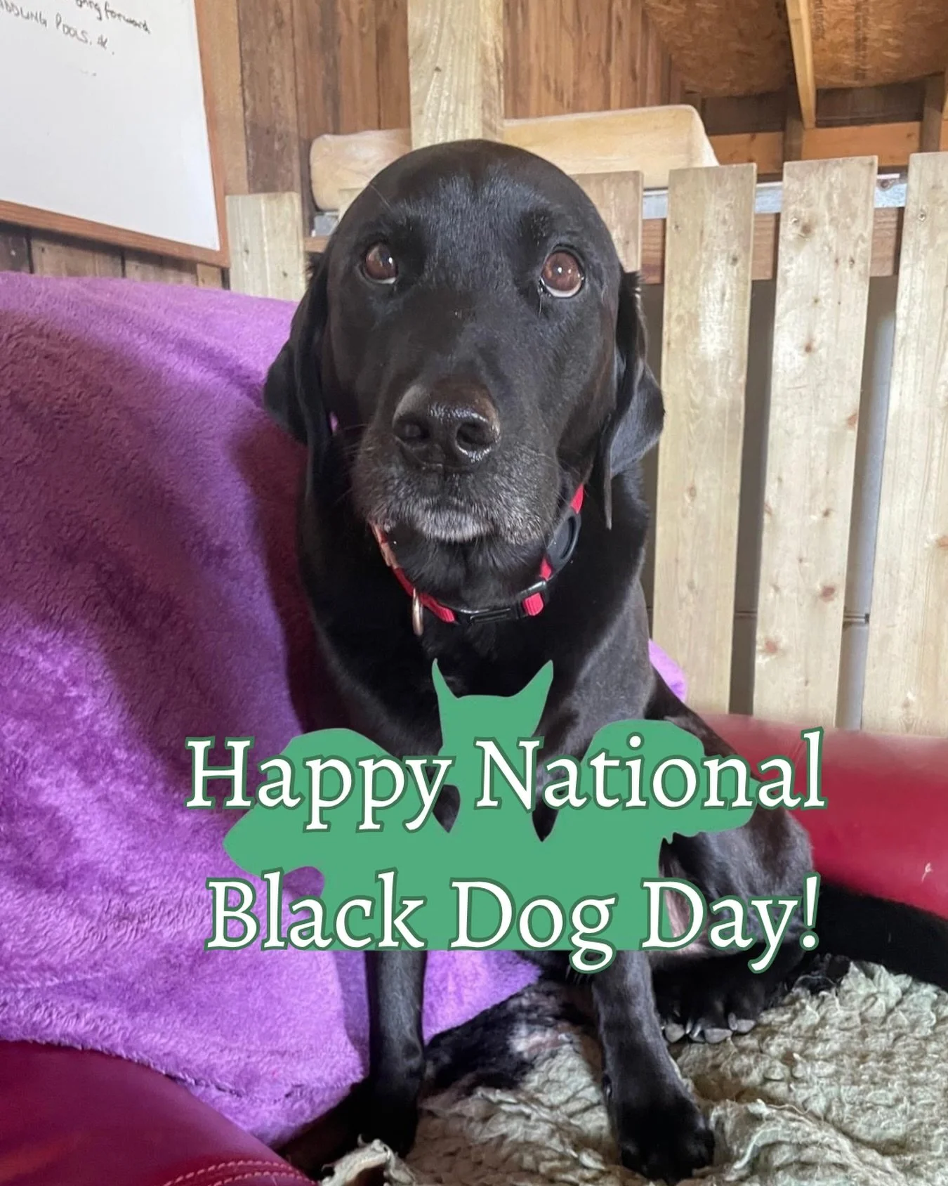 Happy National Black Dog Day! 🐾🐾

We celebrate all dogs but today it&rsquo;s the turn of black dogs! Show us your lovely pups in the comments! ❤️🐾

#barklaypark #nationalblackdogday #blackdogs #dogsofedinburgh