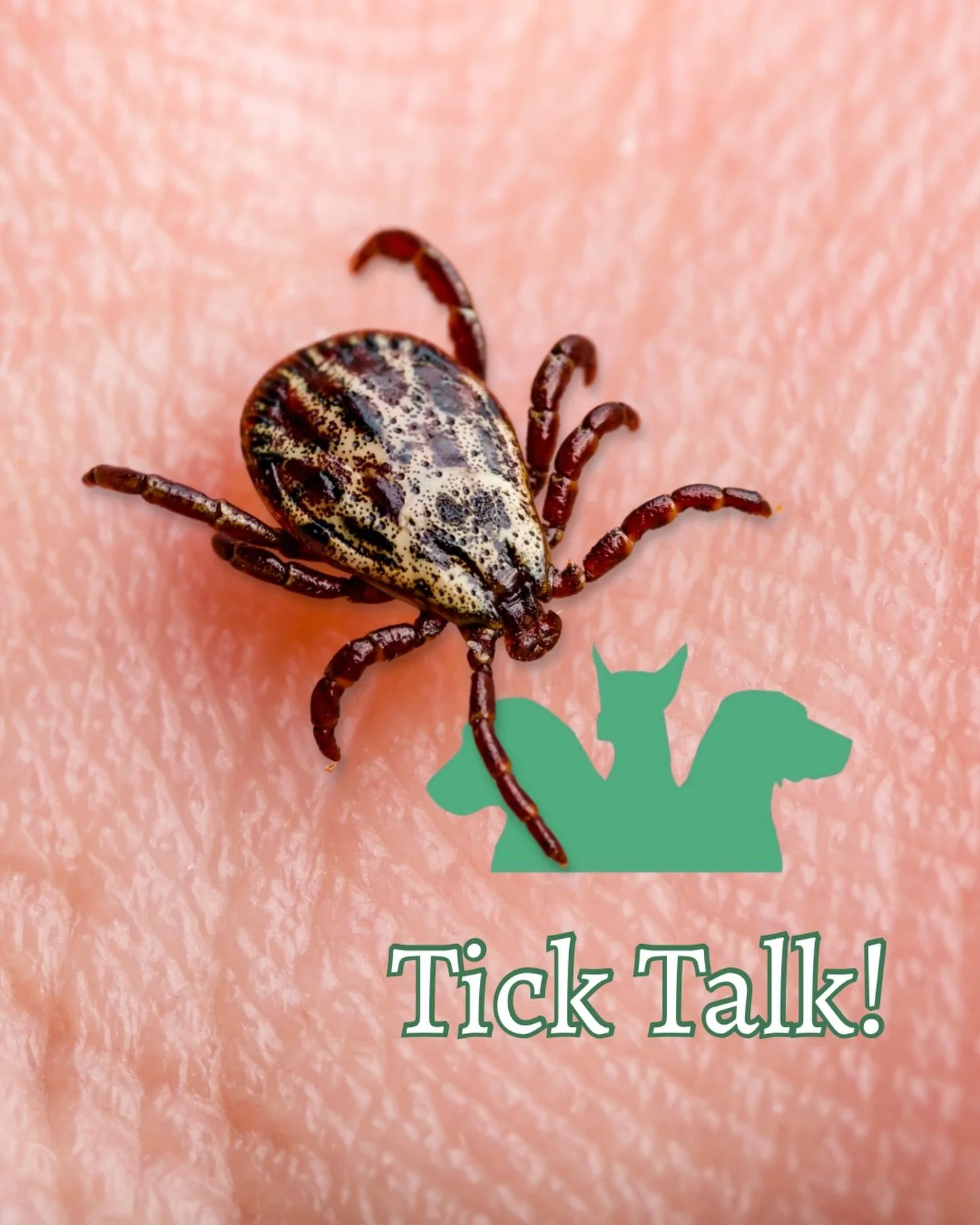 TICKS ARE STILL RIFE! 

It might be October, but don&rsquo;t pack away the tick remover just yet.

Ticks don&rsquo;t disappear when summer ends. They can remain active through the autumn &mdash; and with dogs rummaging through long grass, woodland an